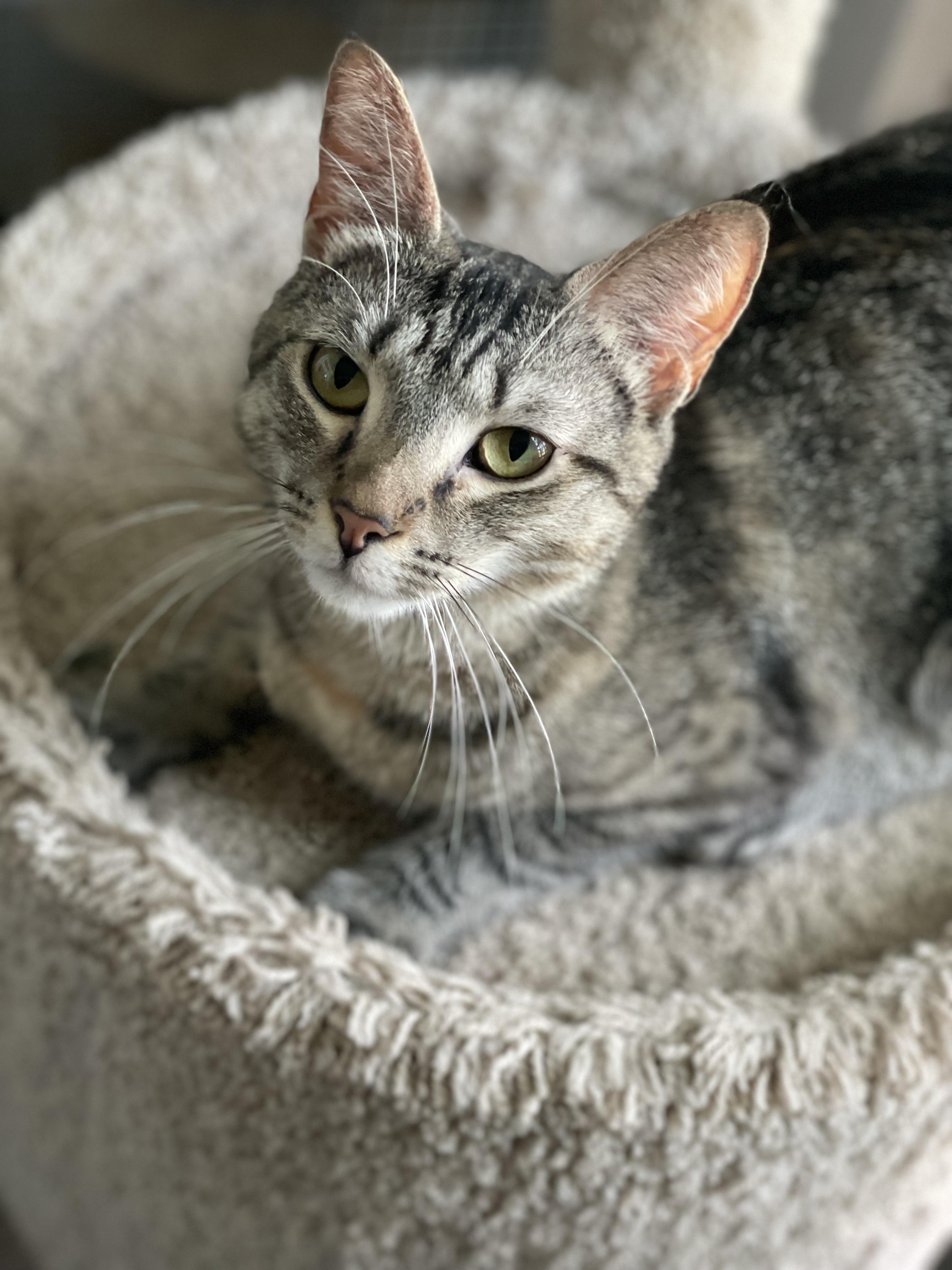 Enlarge Penny, a Adoptable Domestic Short Hair in Queenstown, MD image 1/6