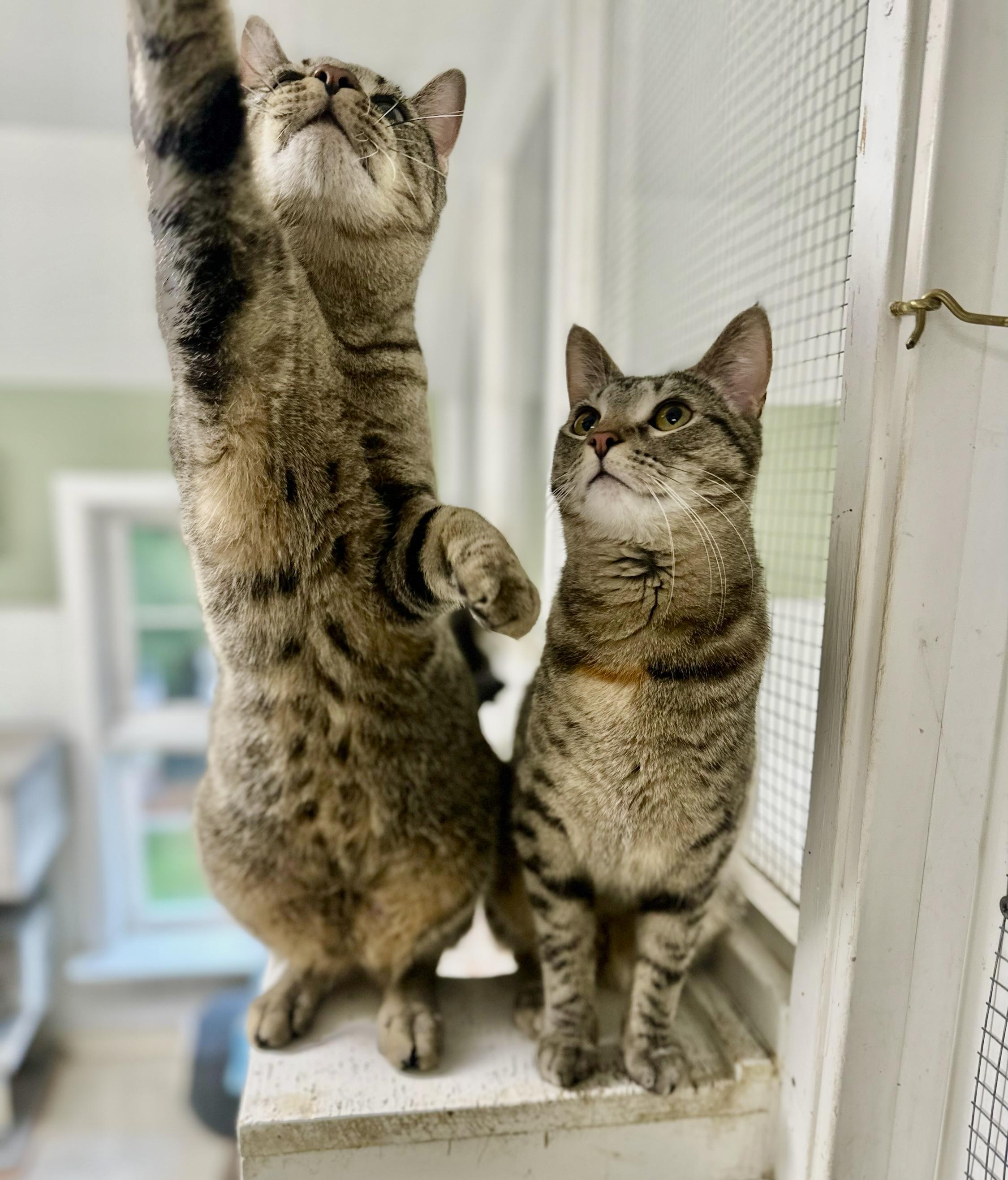 Penny, a Adoptable Domestic Short Hair in Queenstown, MD image 3/6