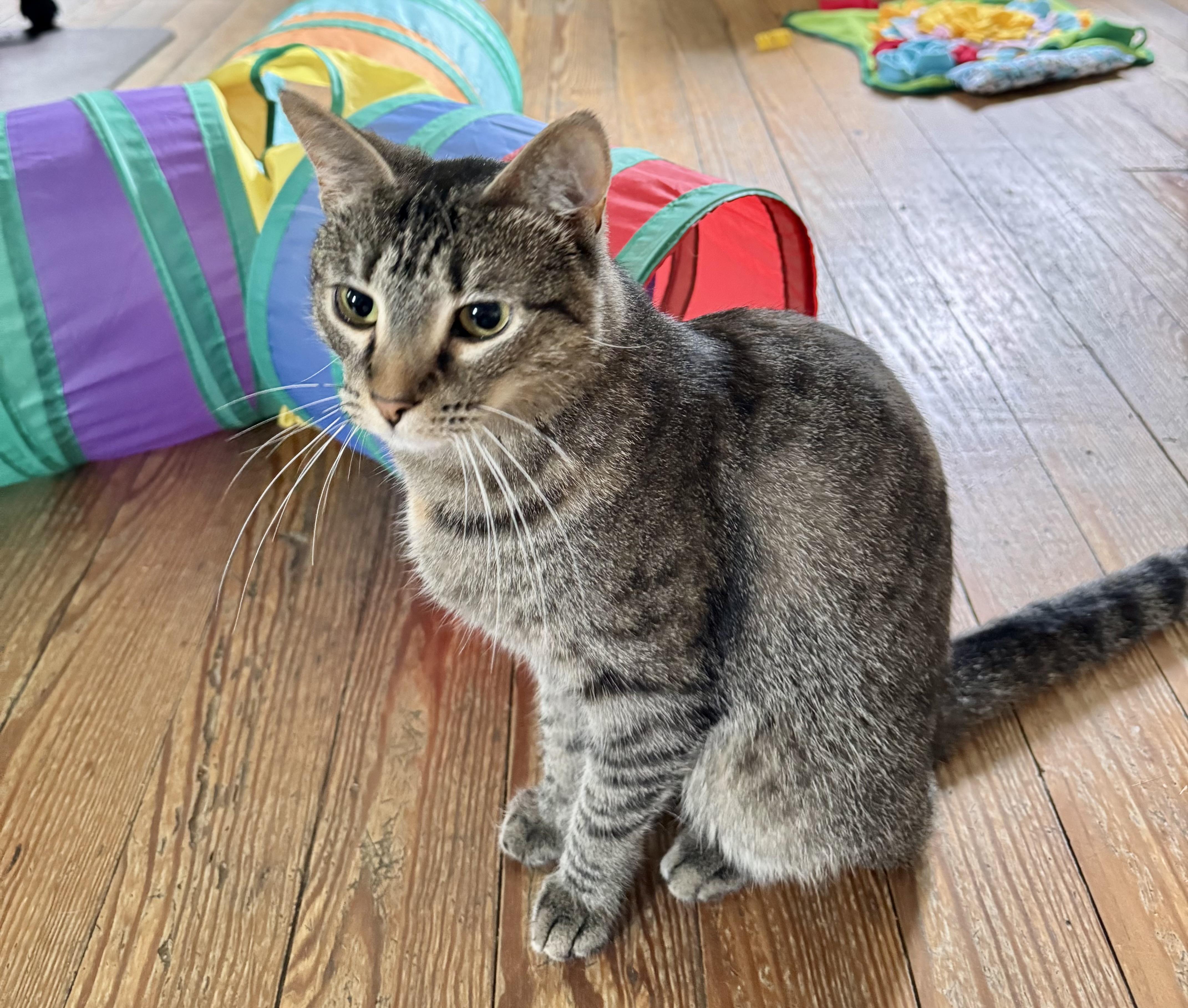 Penny, a Adoptable Domestic Short Hair in Queenstown, MD image 2/6