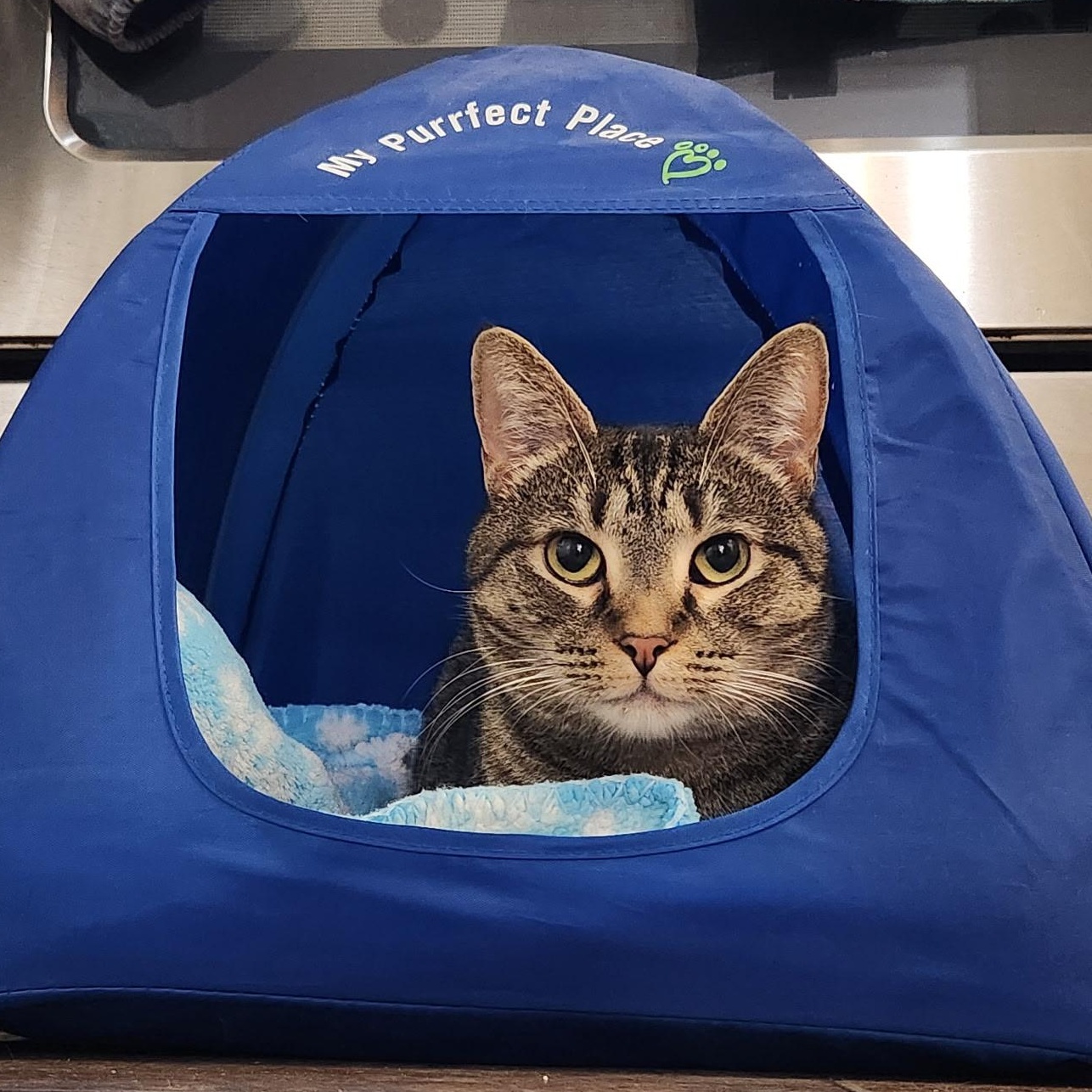 Penny, a Adoptable Domestic Short Hair in Queenstown, MD image 3/6