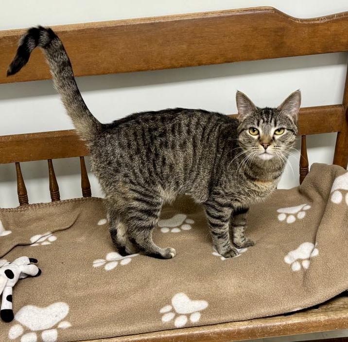 Penny, a Adoptable Domestic Short Hair in Queenstown, MD image 5/6