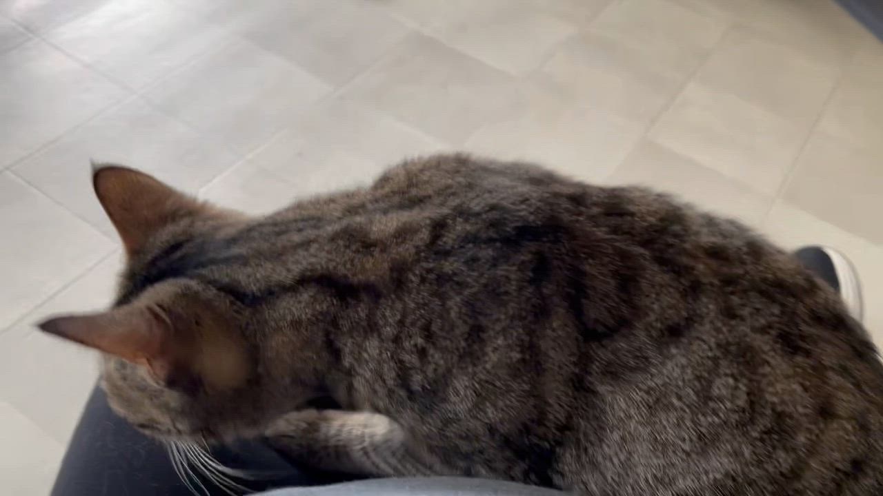 Enlarge Penny, a Adoptable Domestic Short Hair in Queenstown, MD video 4/6