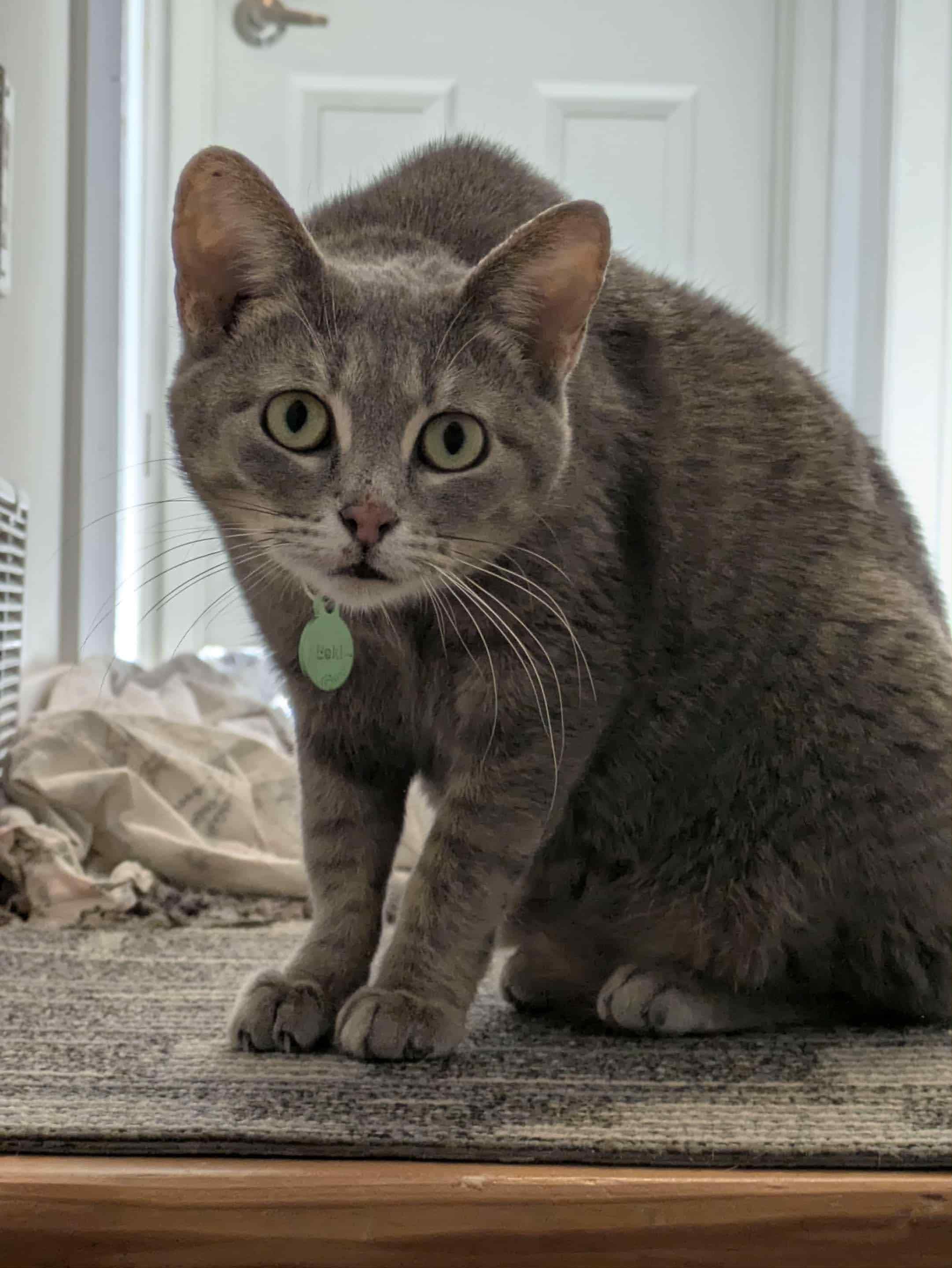 Sylvie, Adoptable, Adult Female Silver & Tabby.