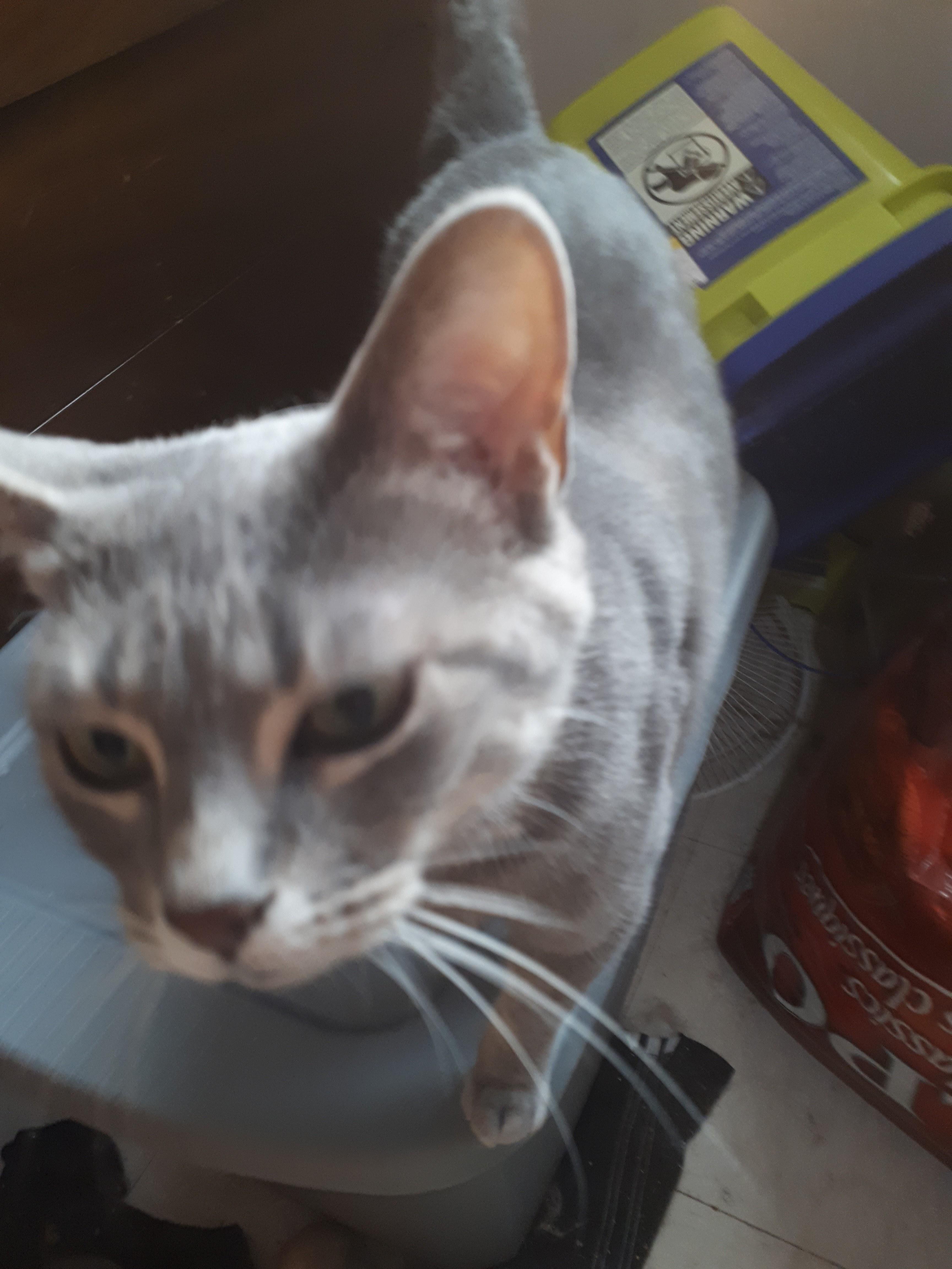 Sylvie, an adoptable Siamese, Tabby in Winnipeg, MB, R2W 2B3 | Photo Image 1
