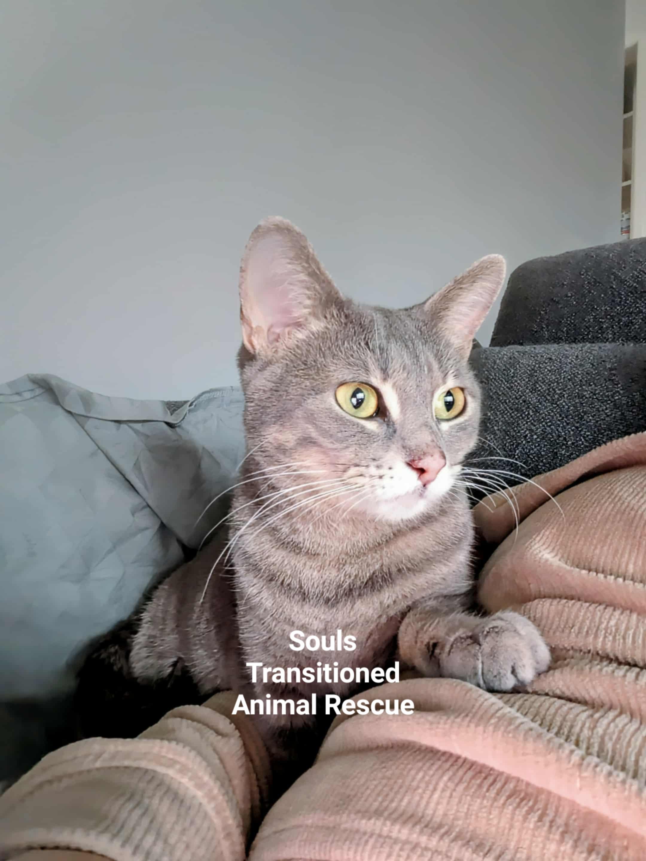 Sylvie, a Adoptable mixed breed in Winnipeg, MB image 2/6