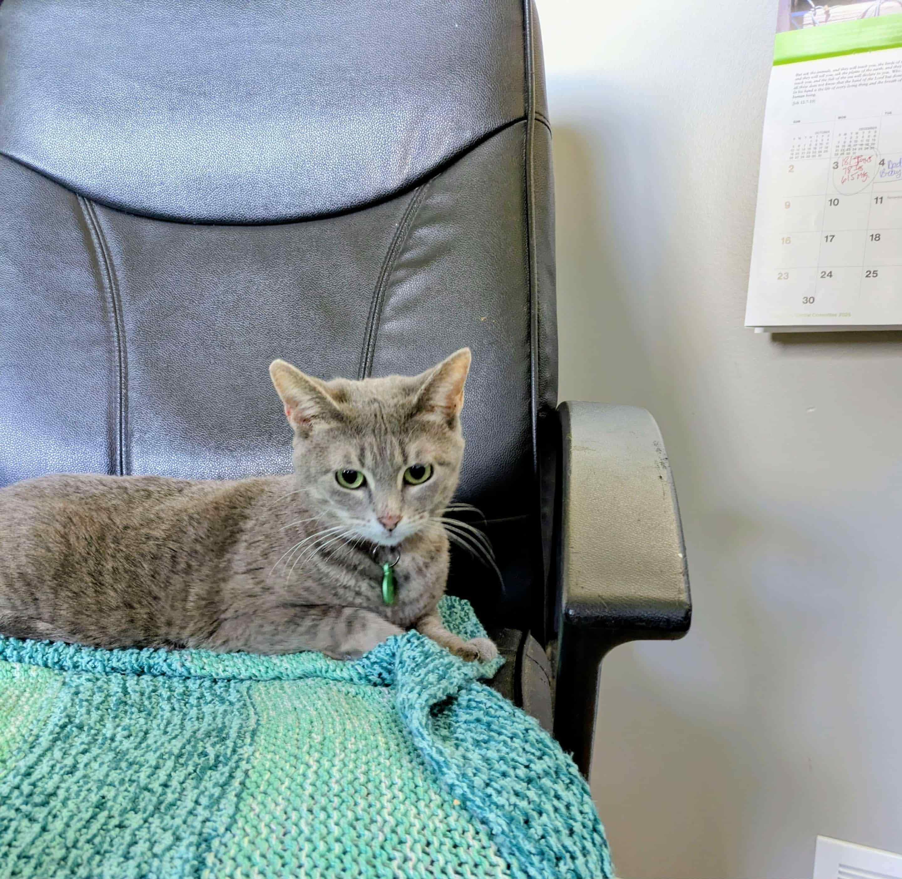 Sylvie, a Adoptable mixed breed in Winnipeg, MB image 3/6