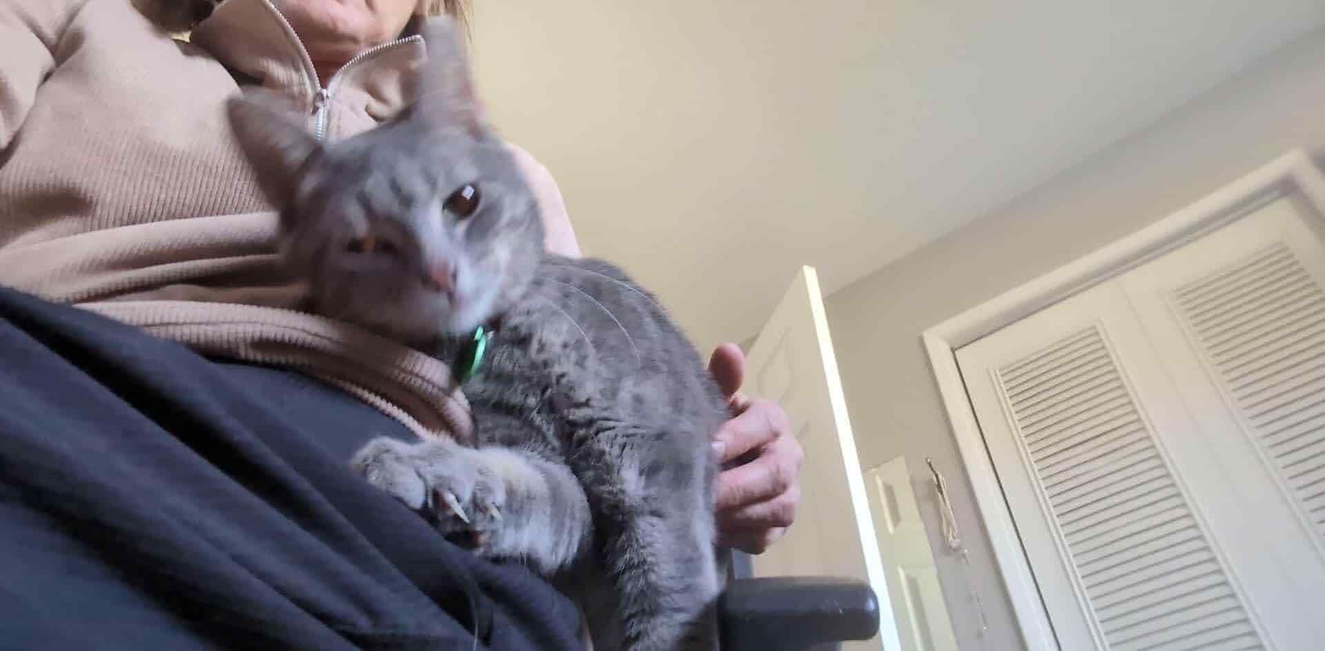 Sylvie, a Adoptable mixed breed in Winnipeg, MB image 4/6