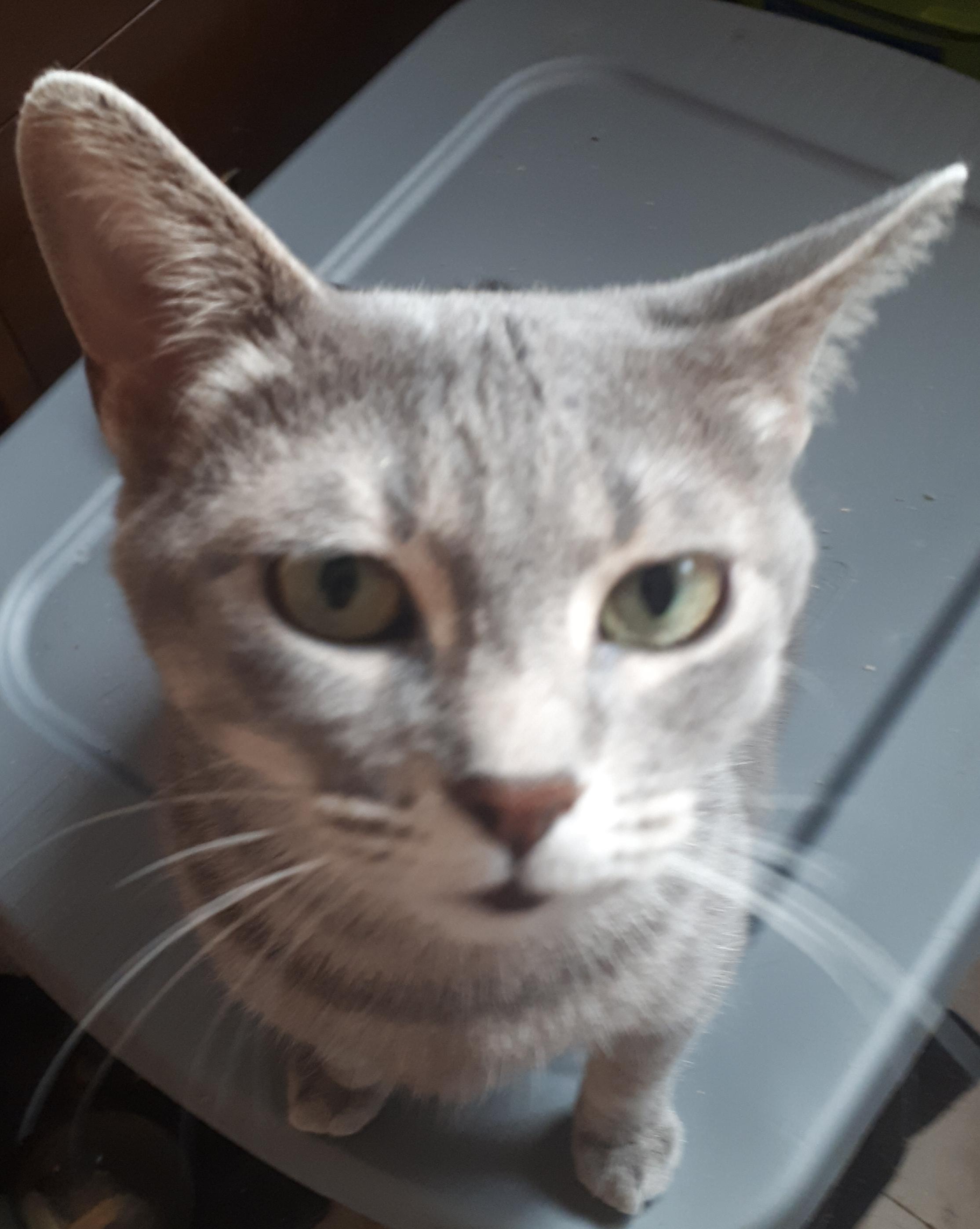 Sylvie, an adoptable Siamese, Tabby in Winnipeg, MB, R2W 2B3 | Photo Image 2