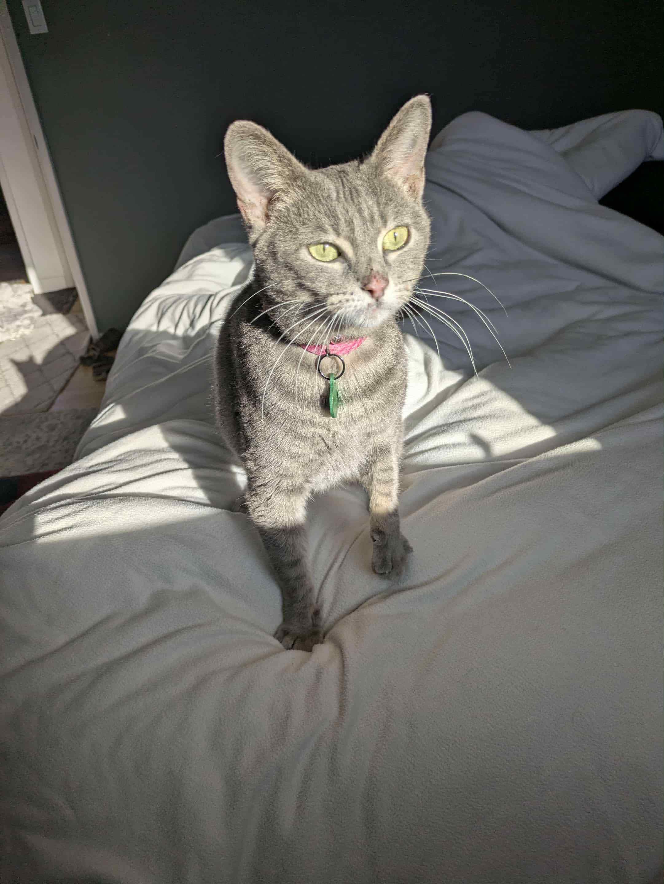 Sylvie, Adoptable, Adult Female Silver & Tabby.