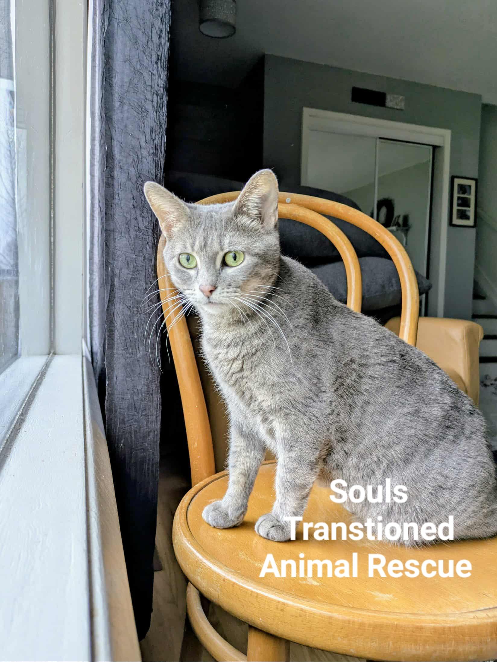 Sylvie, an adoptable Silver, Tabby in Winnipeg, MB, R2W 2B3 | Photo Image 3