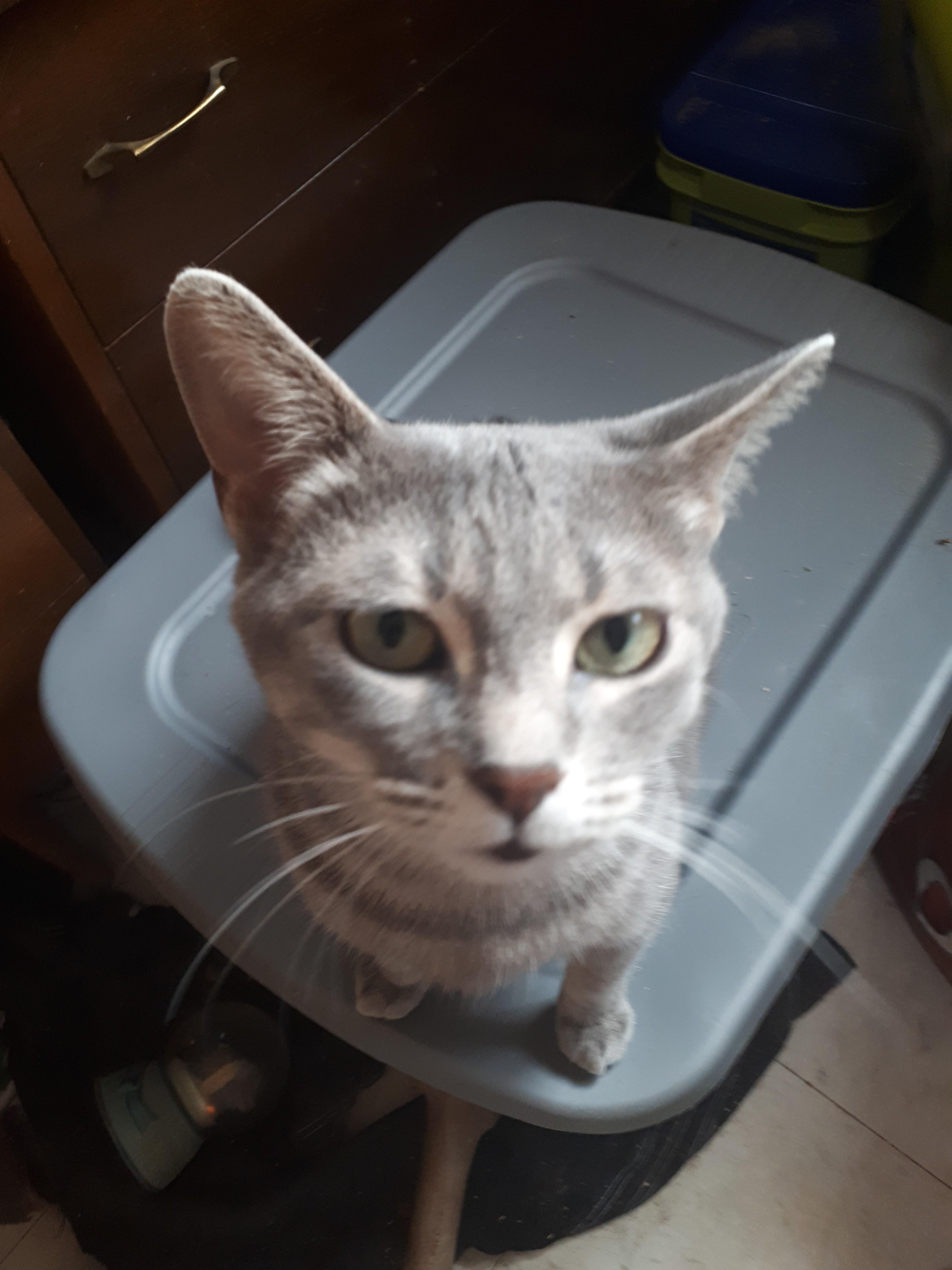 Sylvie, an adoptable Siamese, Tabby in Winnipeg, MB, R2W 2B3 | Photo Image 3