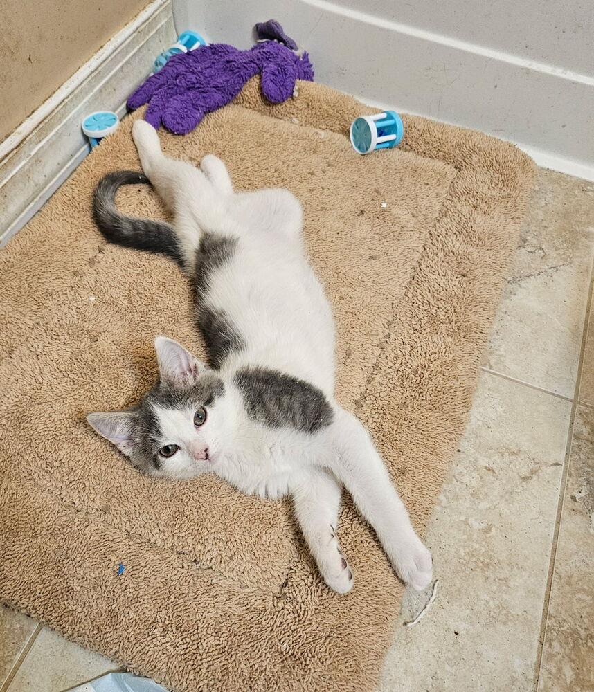 Enlarge Nicolas, a Adoptable Domestic Short Hair in Pittstown, NJ image 1/2