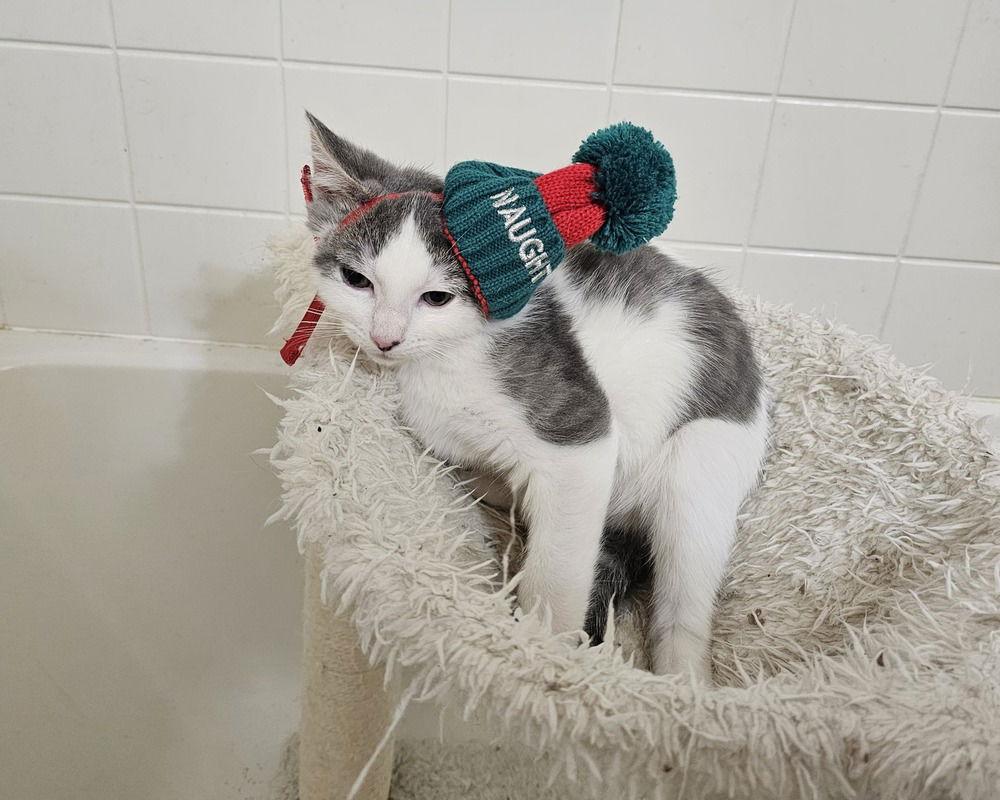 Enlarge Nicolas, a Adoptable Domestic Short Hair in Pittstown, NJ image 2/2