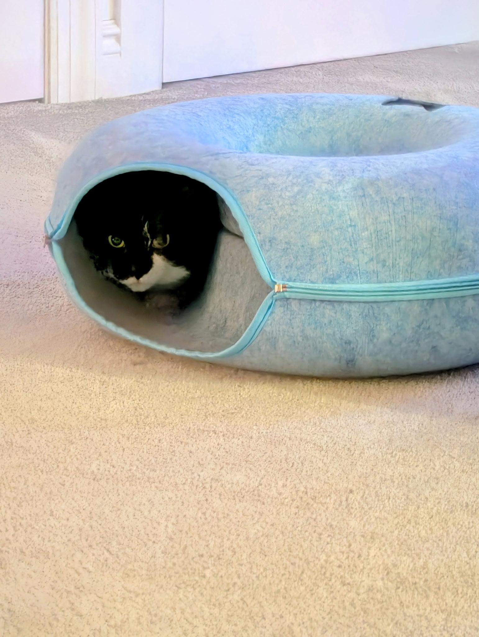 Trixie, a ADOPTABLE Tuxedo in Linden, NJ image 3/5