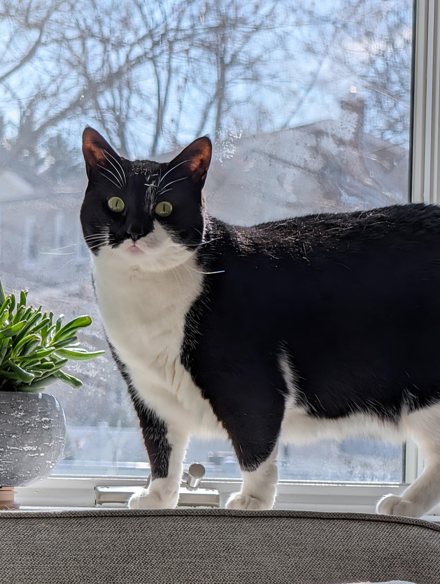 Trixie, a ADOPTABLE Tuxedo in Linden, NJ image 1/5