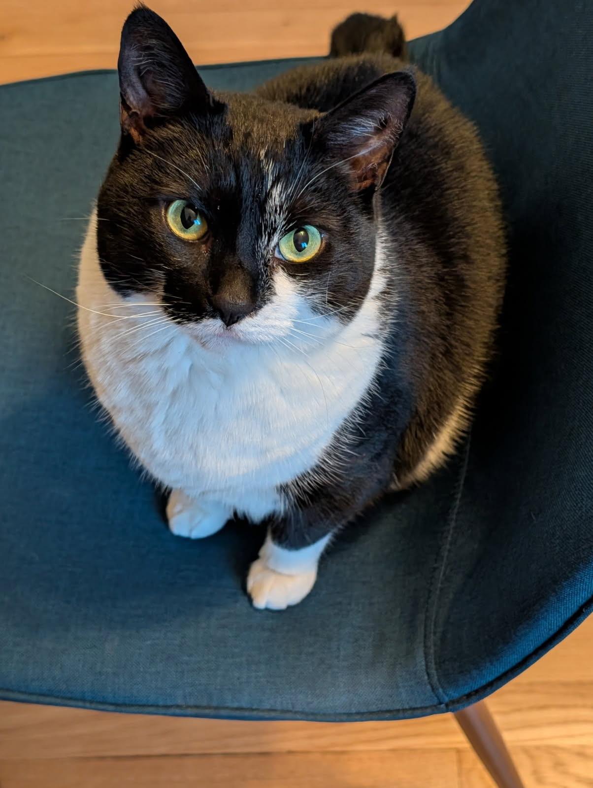 Trixie, a ADOPTABLE Tuxedo in Linden, NJ image 2/5