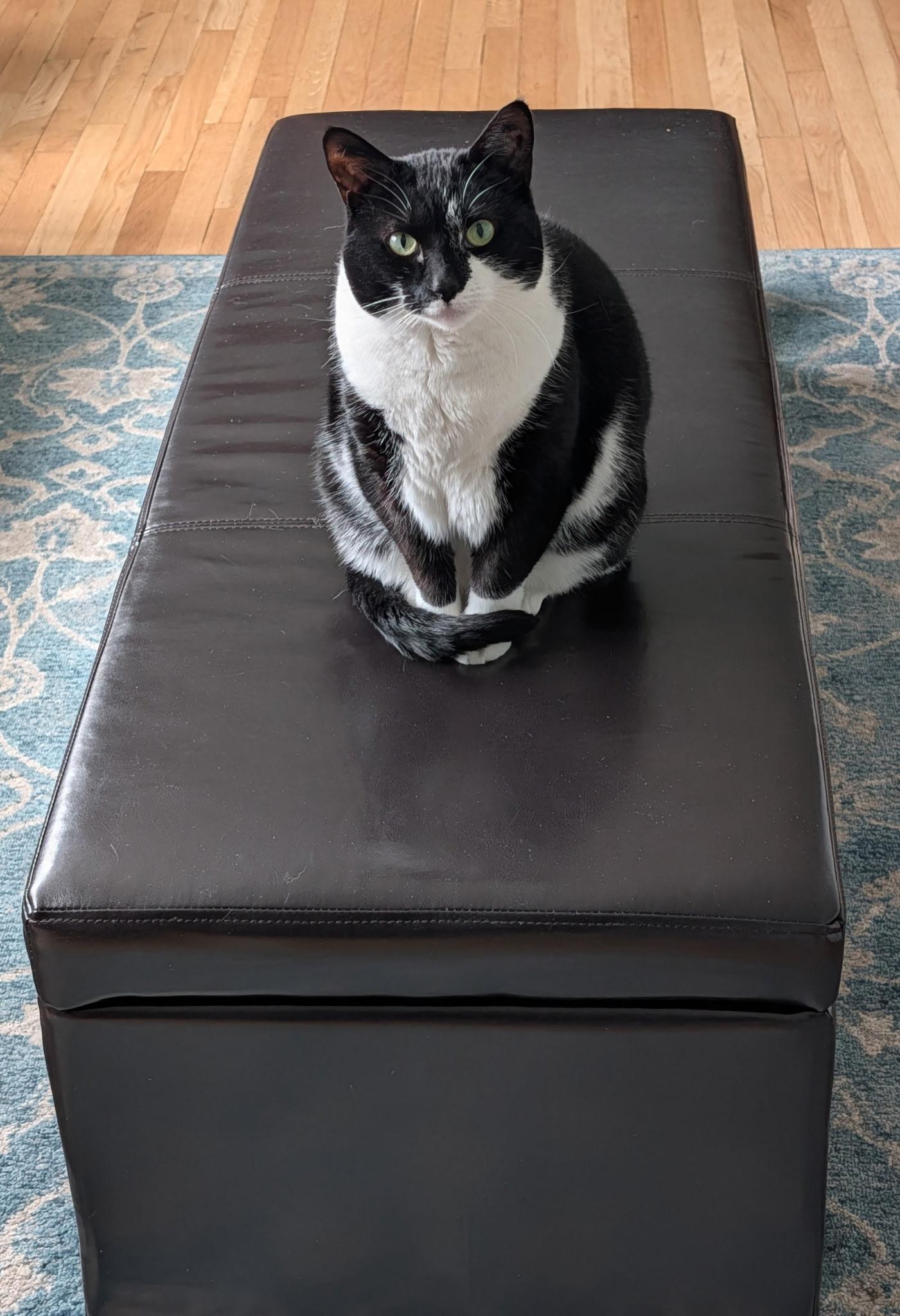 Trixie, a ADOPTABLE Tuxedo in Linden, NJ image 5/5