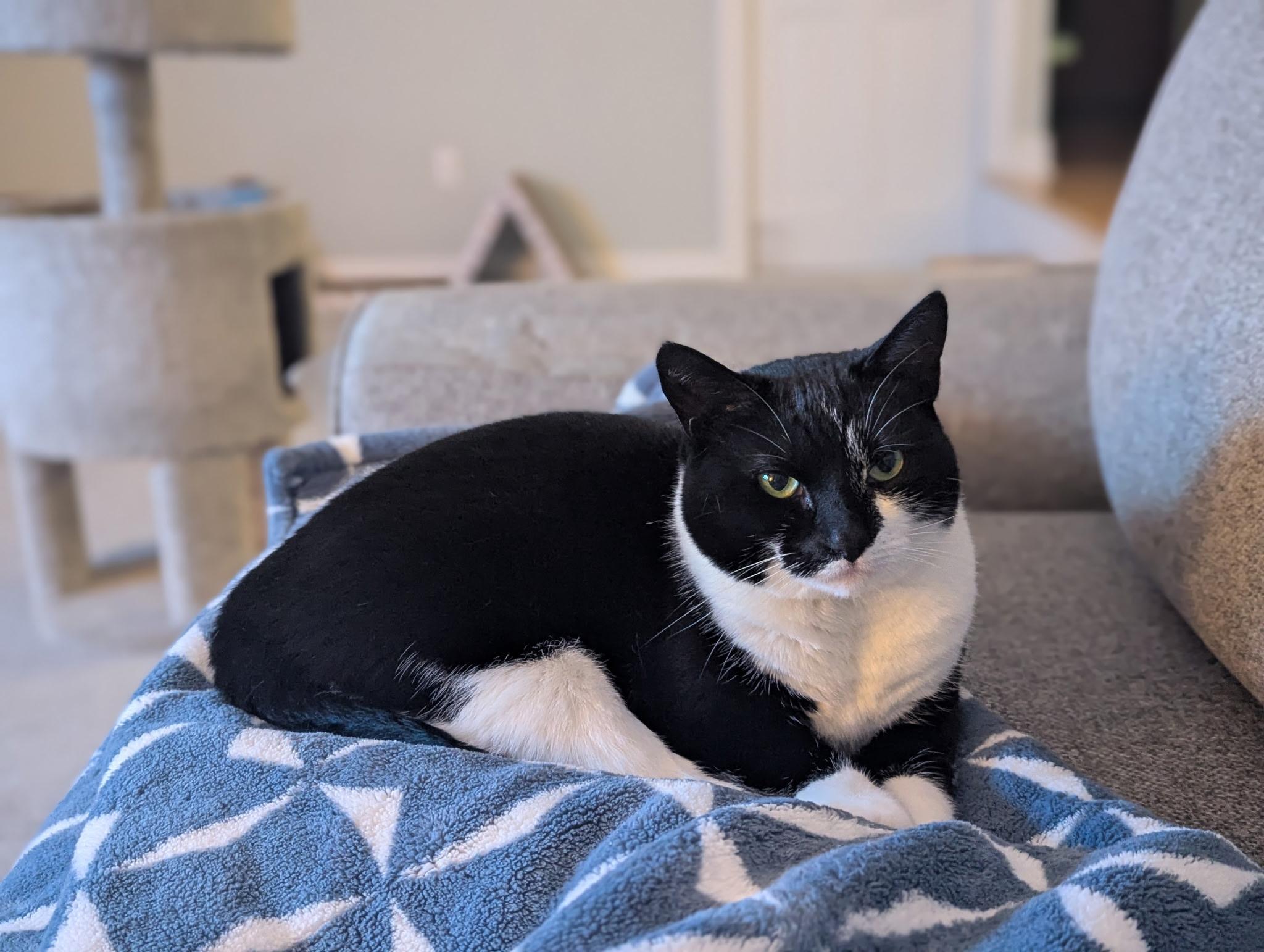 Trixie, a ADOPTABLE Tuxedo in Linden, NJ image 4/5