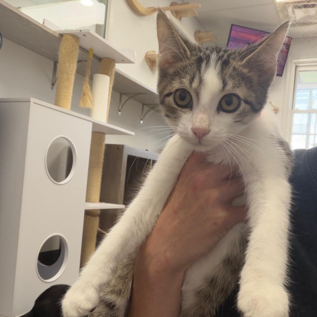 Chestnut, Adoptable, Kitten Male Domestic Short Hair & Domestic Short Hair.