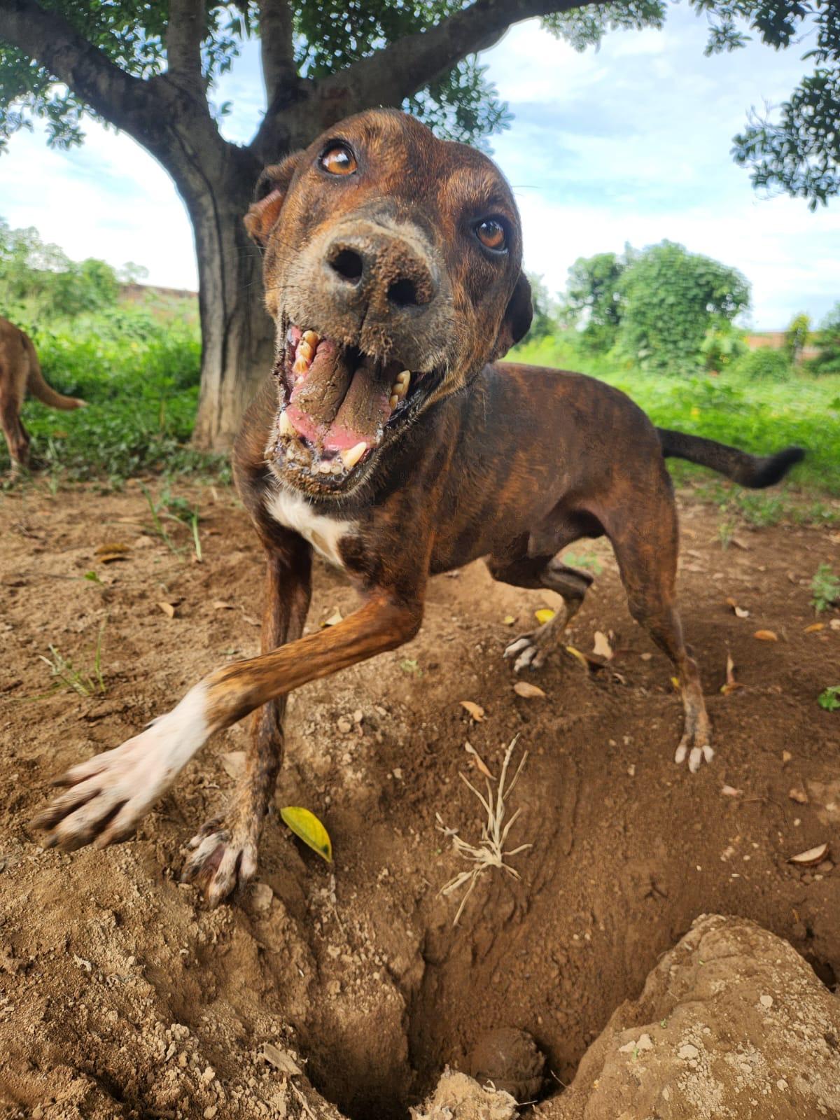 Quesito, an adoptable Labrador Retriever in EL COLORADO, JAL, 48265 | Photo Image 5