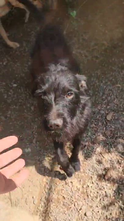 Enlarge Quesito, a Adoptable mixed breed in EL COLORADO, JAL video 6/6