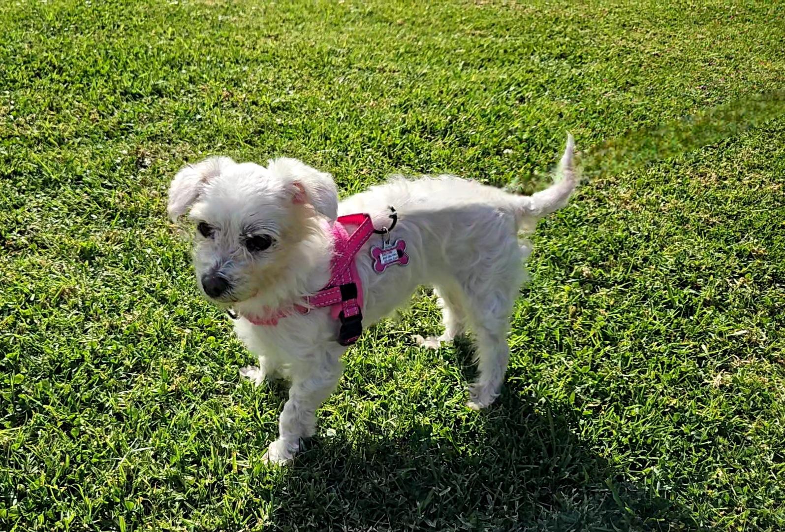 Enlarge Lovely and Loveable Lucy, a Adoptable Maltese in Carlsbad, CA image 4/4