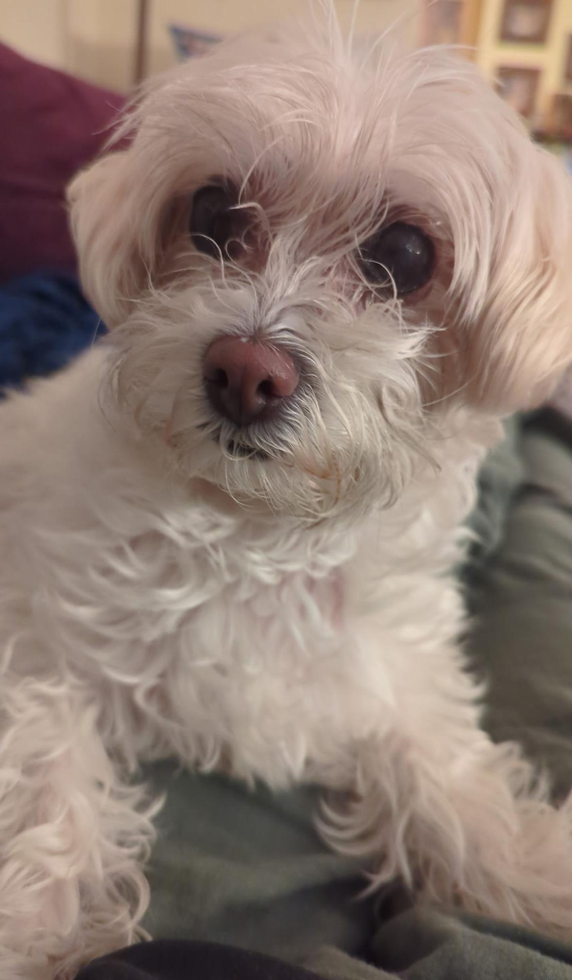 Enlarge Lovely and Loveable Lucy, a Adoptable Maltese in Carlsbad, CA image 2/4