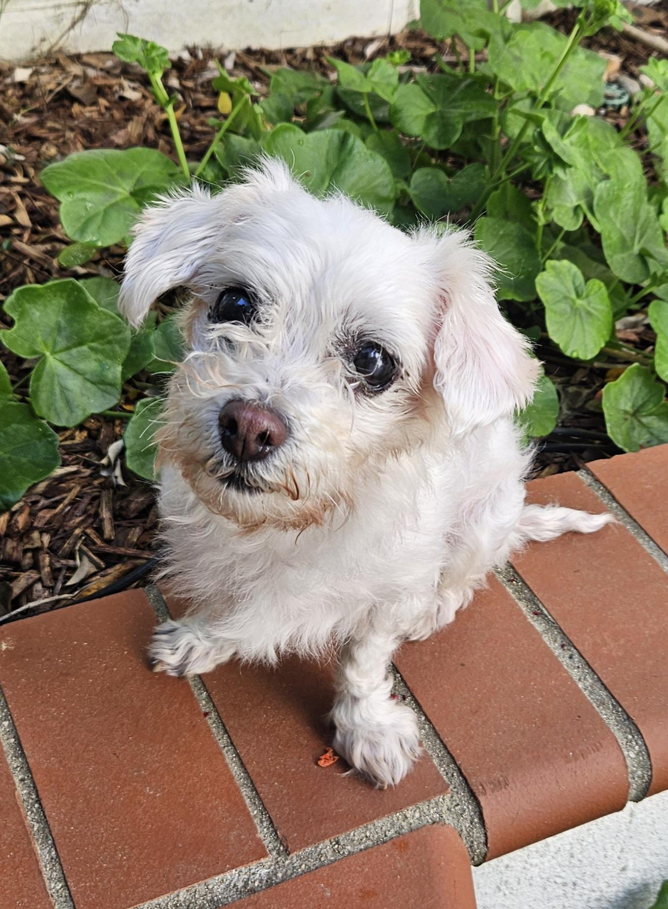 Enlarge Lovely and Loveable Lucy, a Adoptable Maltese in Carlsbad, CA image 3/4