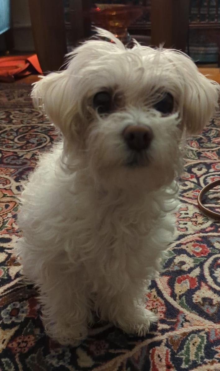 Lovely and Loveable Lucy, Adoptable, Adult Female Maltese.