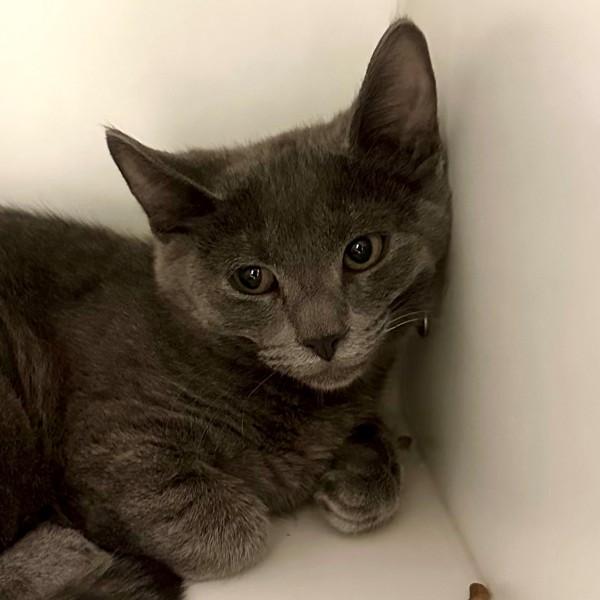 Enlarge Verstappen, a Adoptable mixed breed in Walnut Creek, CA image 2/2