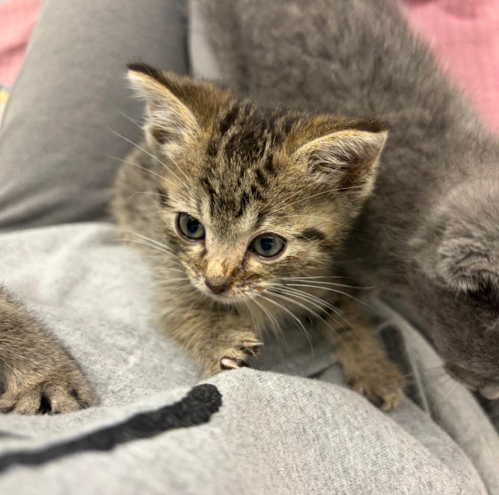 (S) Jeremy Gilbert, Adoptable, Kitten Male Domestic Short Hair.