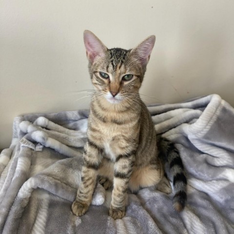 Professor Utonium, Adoptable, Young Female Domestic Short Hair.