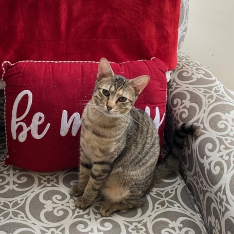 Professor Utonium, a Adoptable Domestic Short Hair in Lyndhurst, VA image 2/4