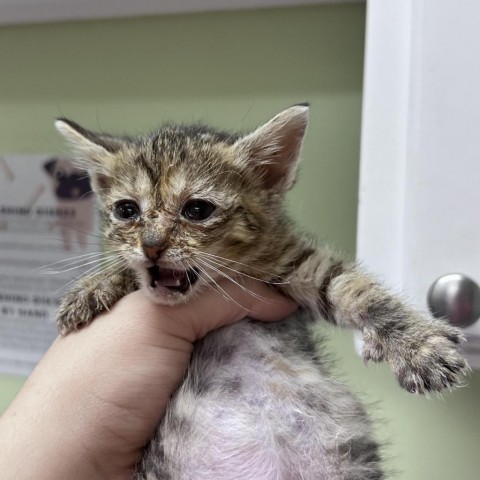 Professor Utonium, a Adoptable Domestic Short Hair in Lyndhurst, VA image 3/4