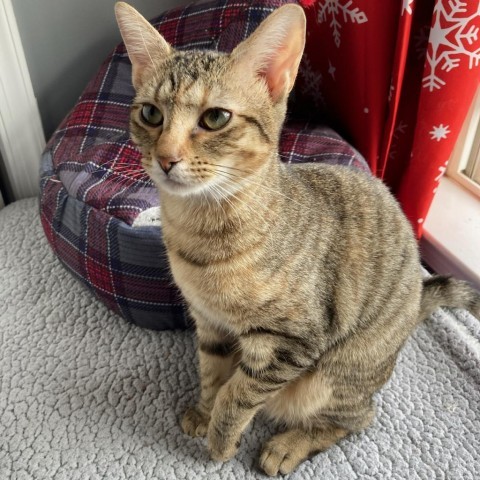 Professor Utonium, a Adoptable Domestic Short Hair in Lyndhurst, VA image 4/4