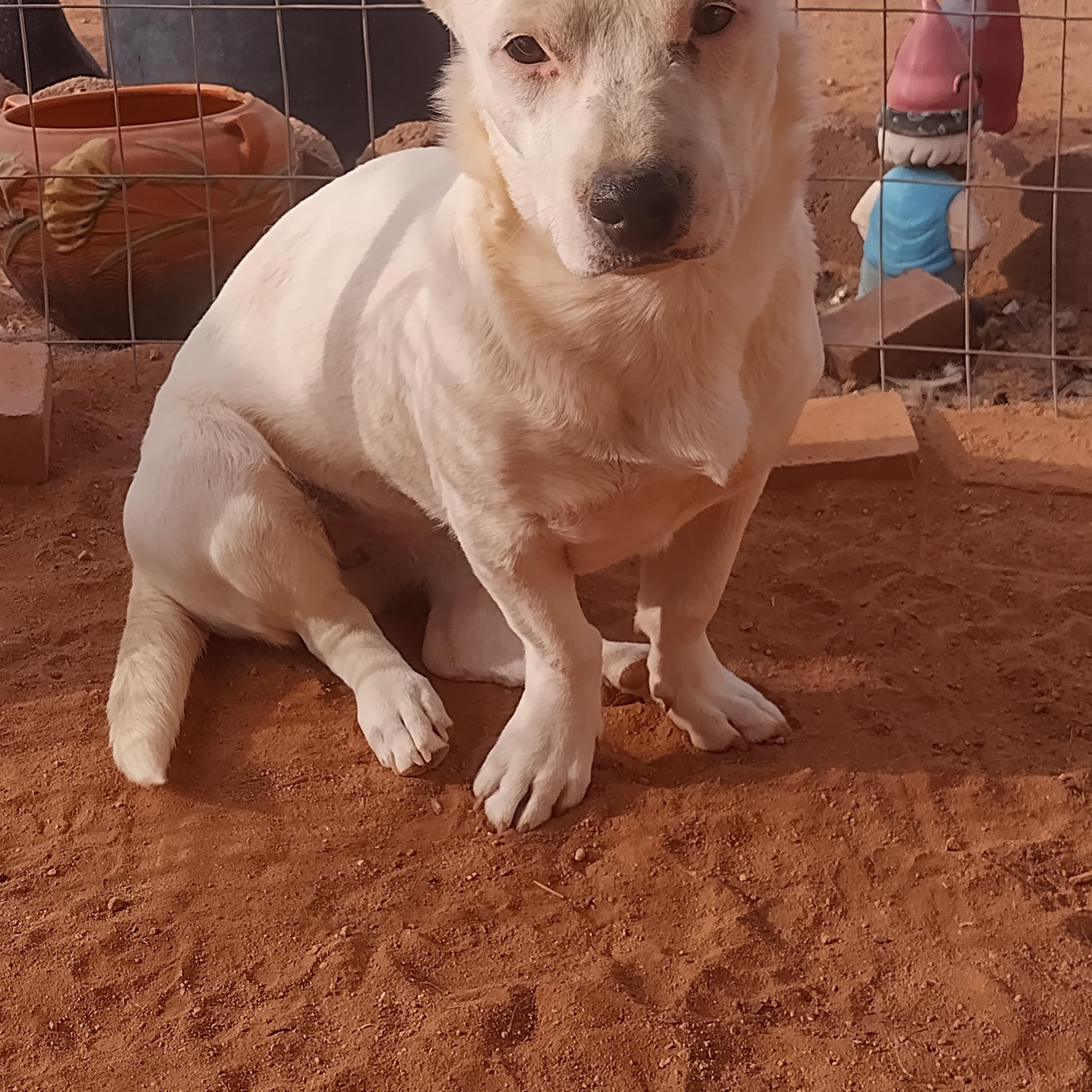 Enlarge Marshmellow, a ADOPTABLE Chiweenie in El Paso, TX image 2/4