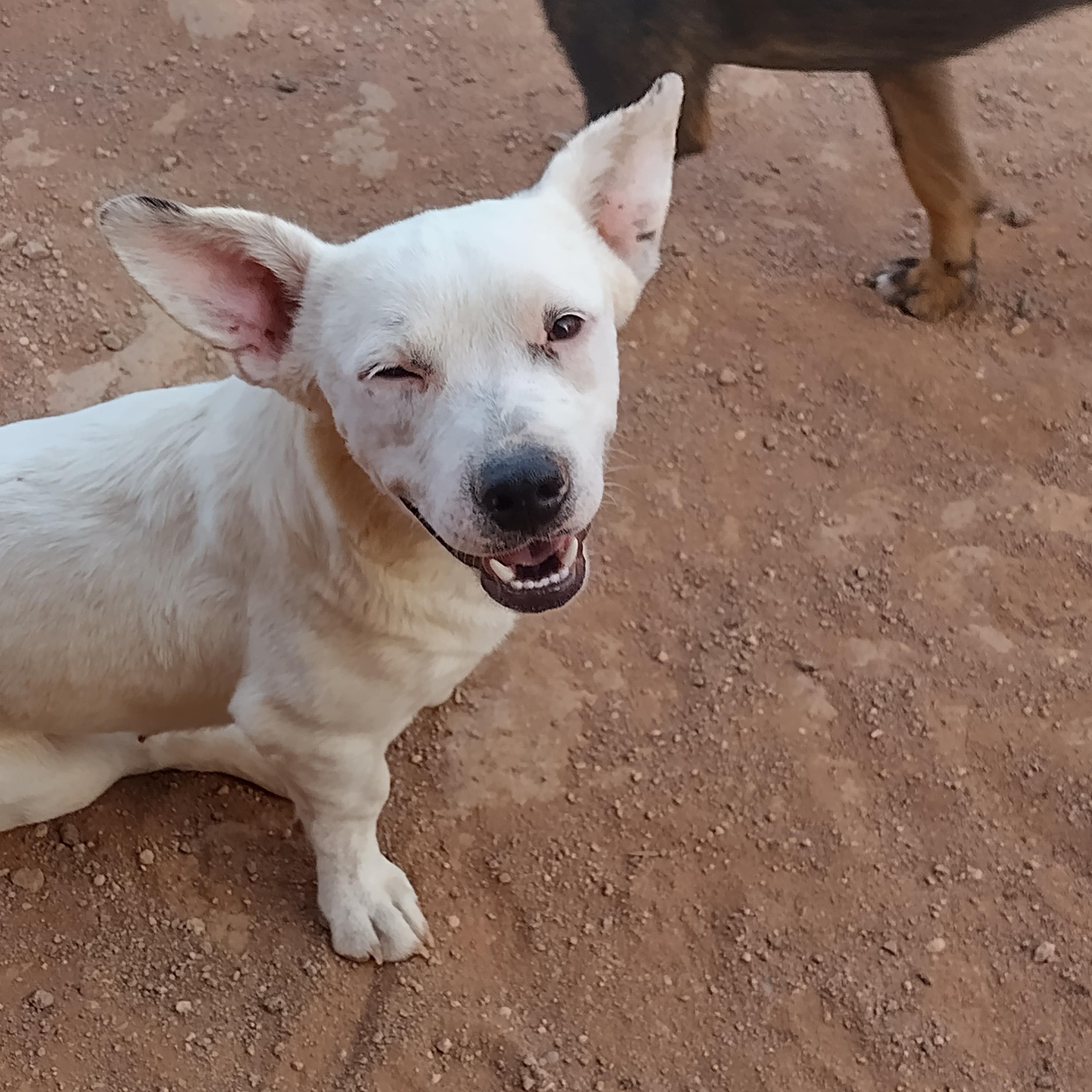 Marshmellow, ADOPTABLE, Young Female Chiweenie.