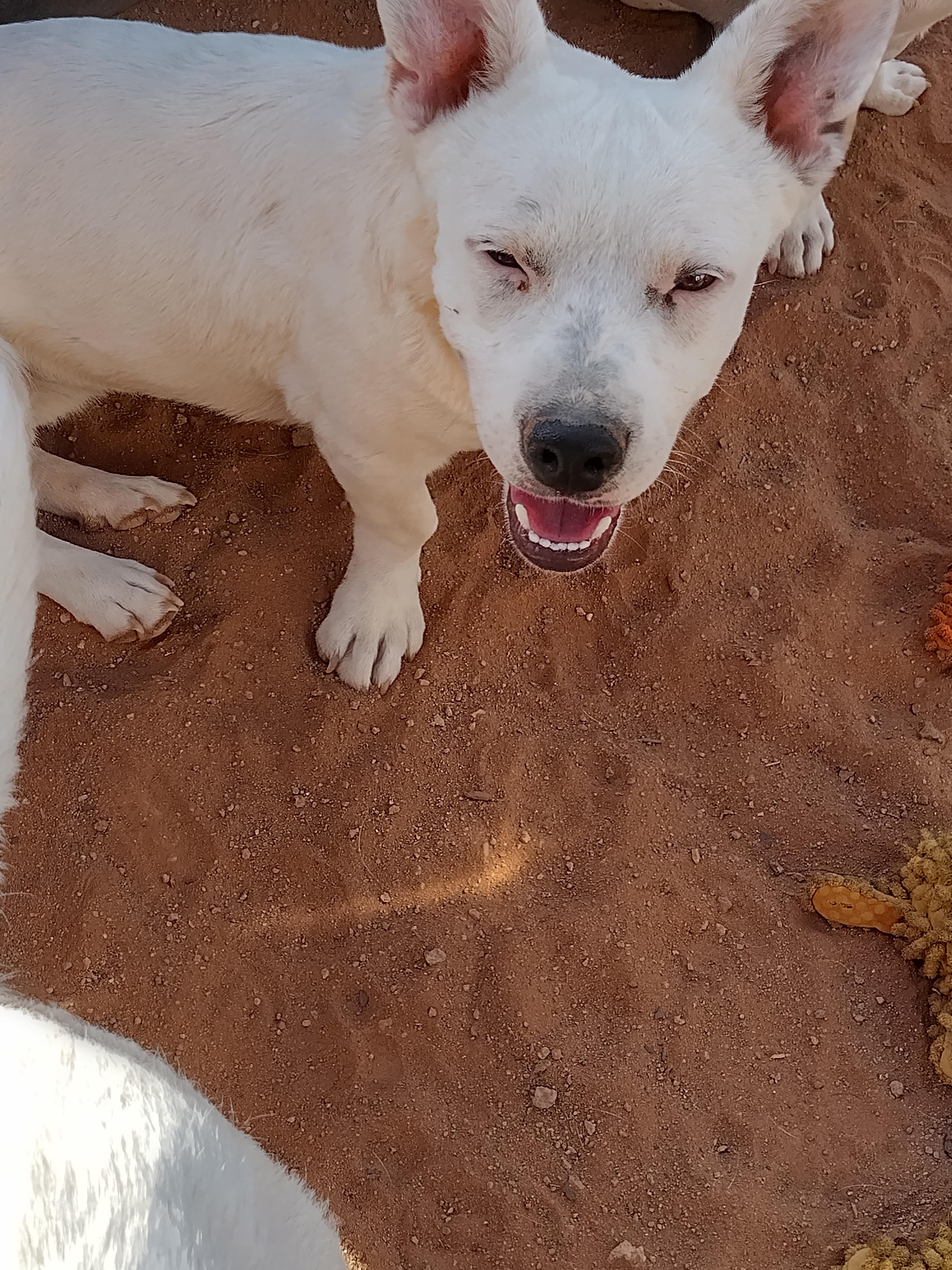 Enlarge Marshmellow, a ADOPTABLE Chiweenie in El Paso, TX image 6/6