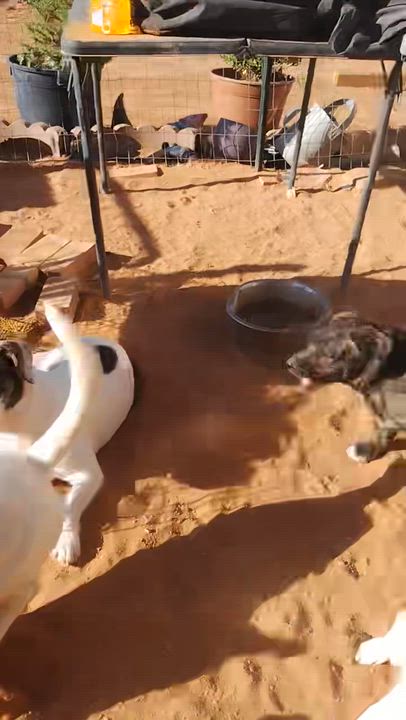 Enlarge Marshmellow, a ADOPTABLE Chiweenie in El Paso, TX video 3/4