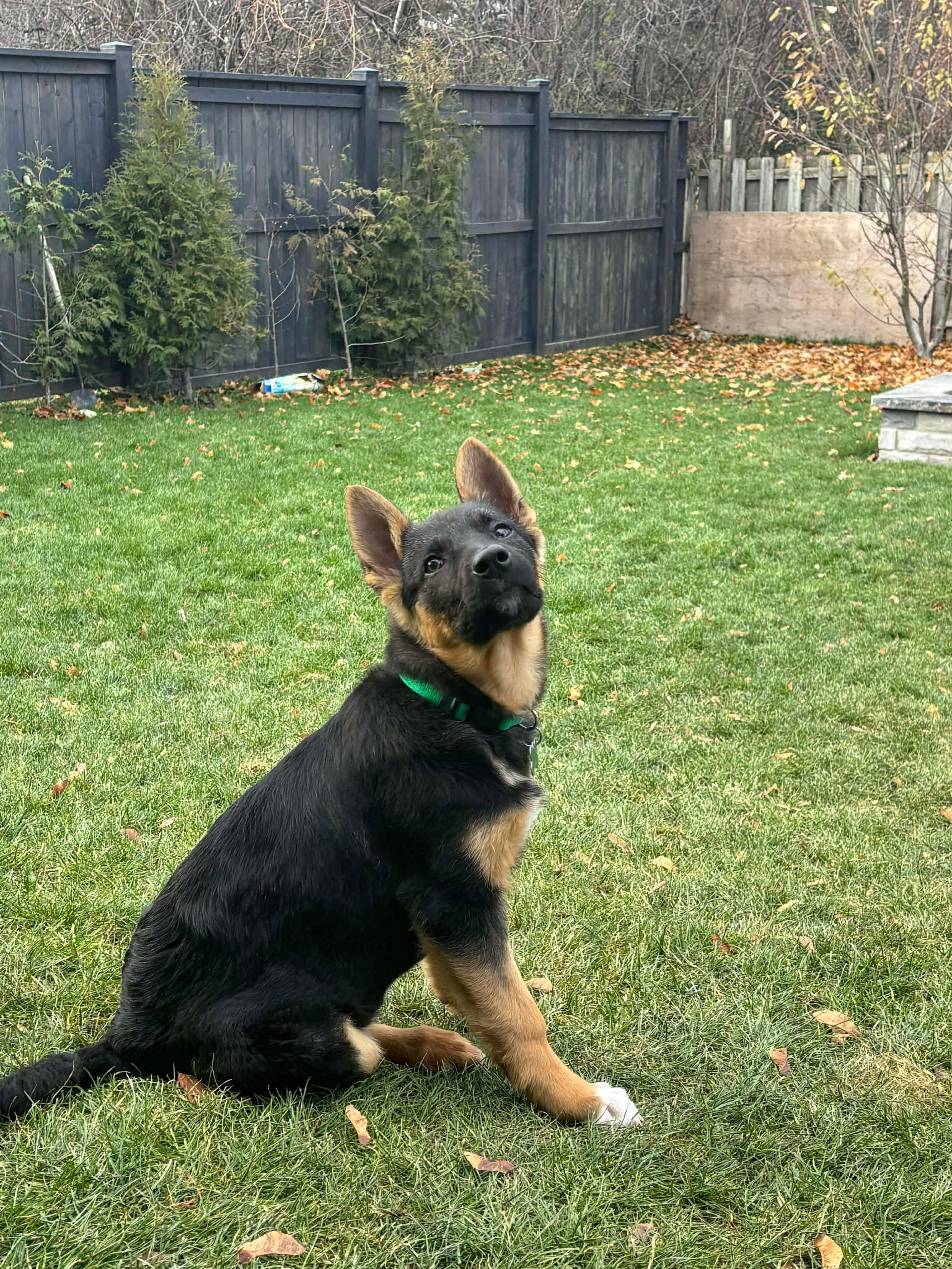 Enlarge Ellie, a Adoptable mixed breed in Cambridge, ON image 1/6