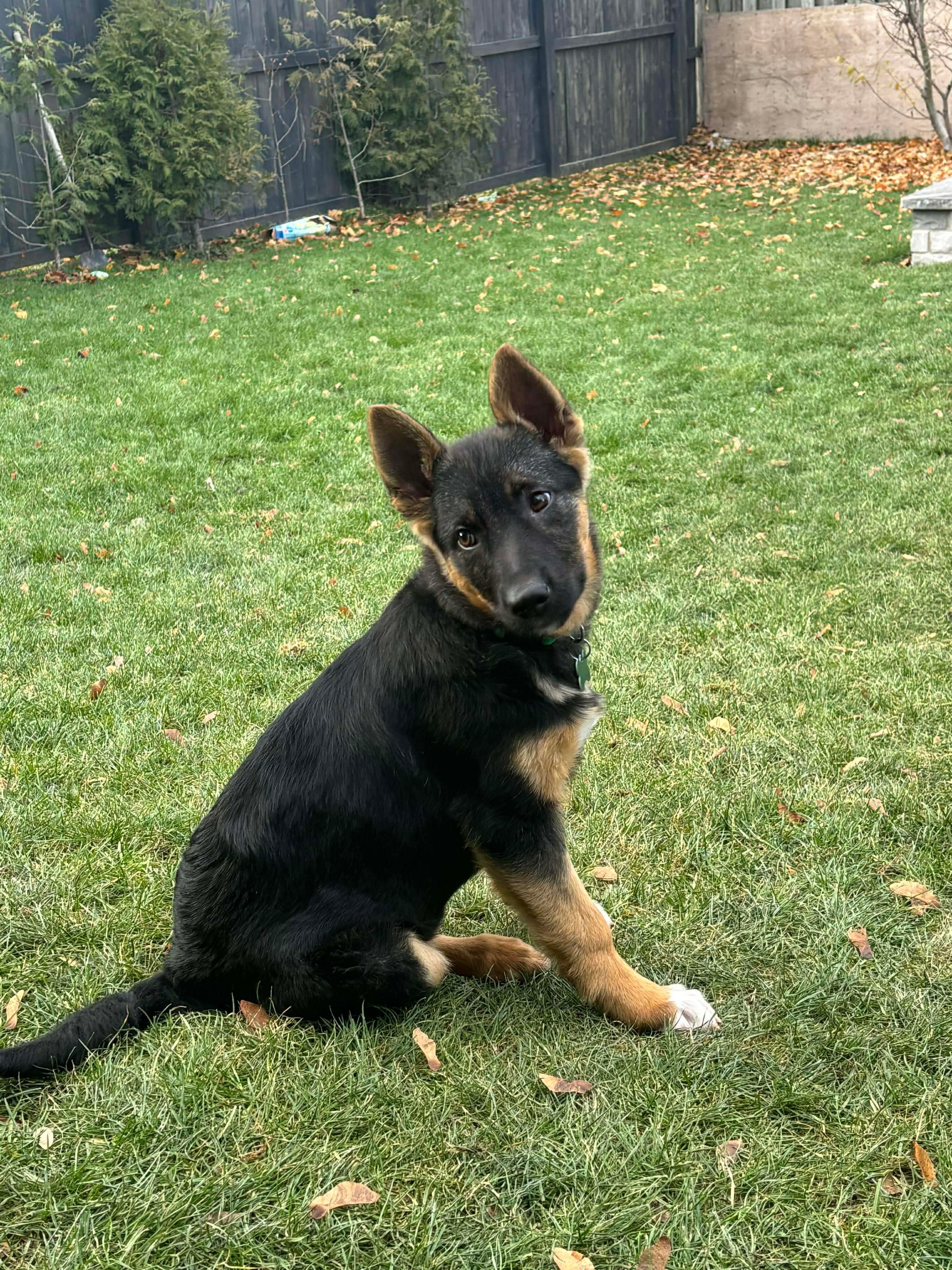 Enlarge Ellie, a Adoptable mixed breed in Cambridge, ON image 2/6