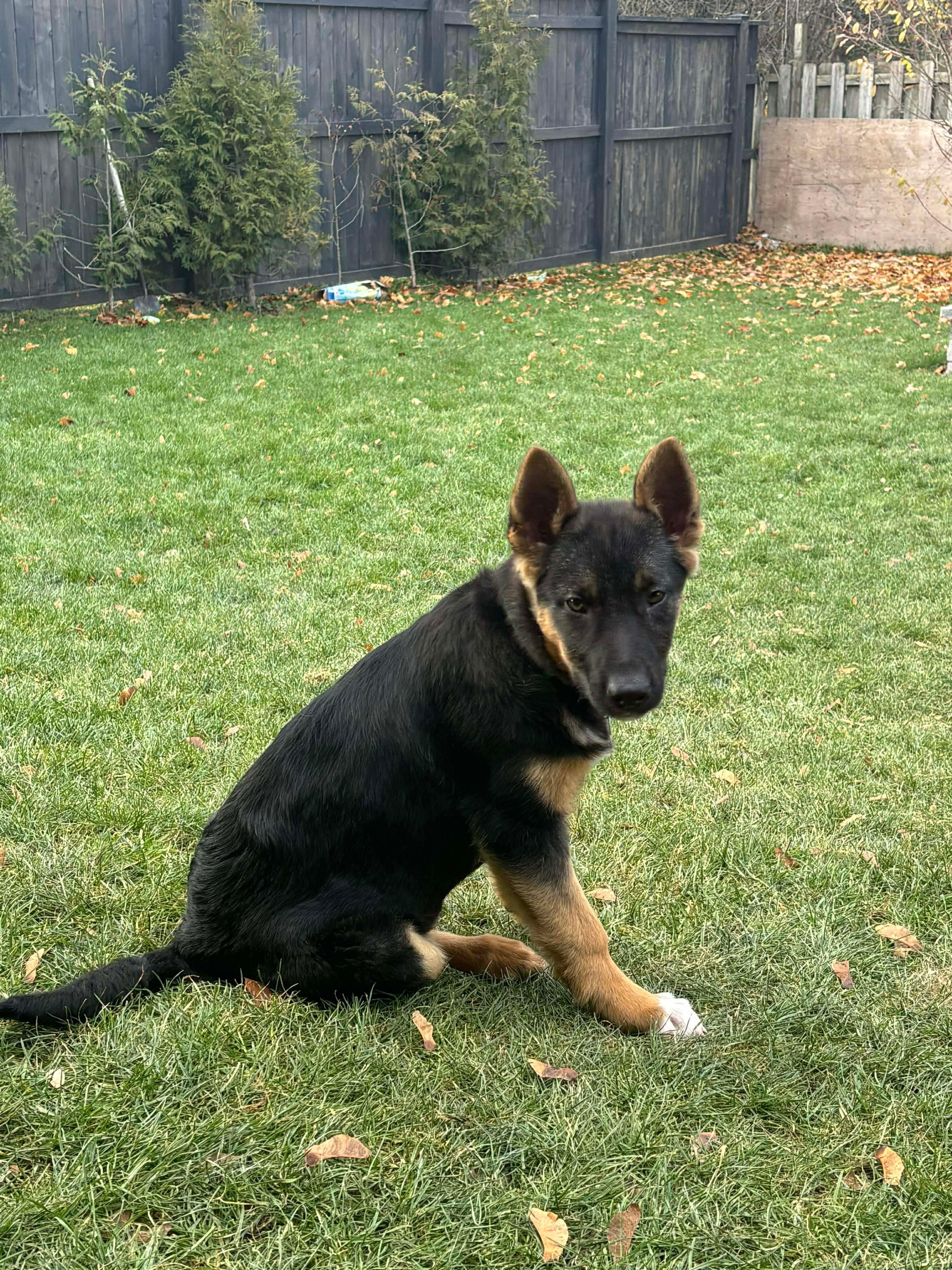 Enlarge Ellie, a Adoptable mixed breed in Cambridge, ON image 3/6