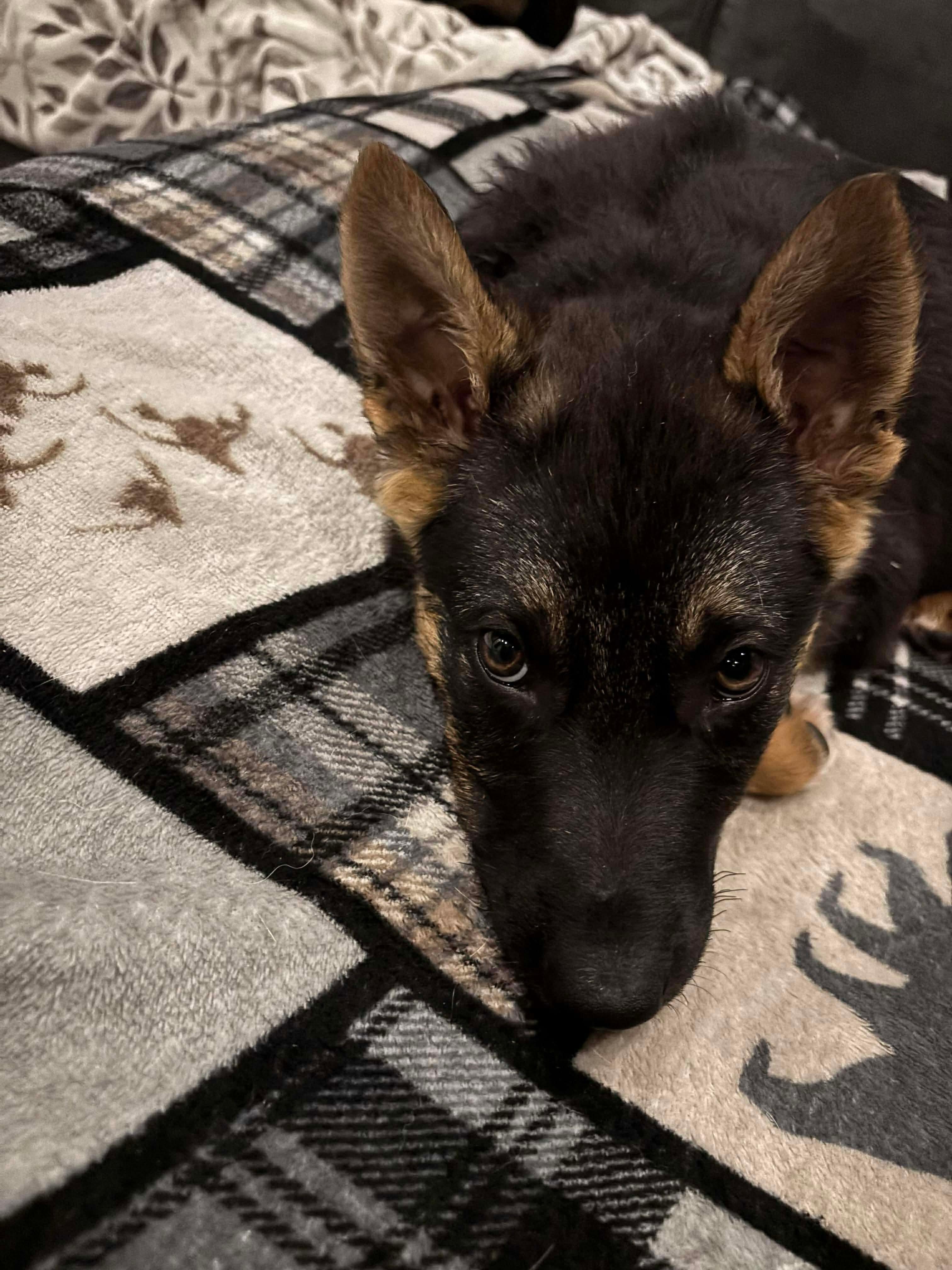 Enlarge Ellie, a Adoptable mixed breed in Cambridge, ON image 4/6