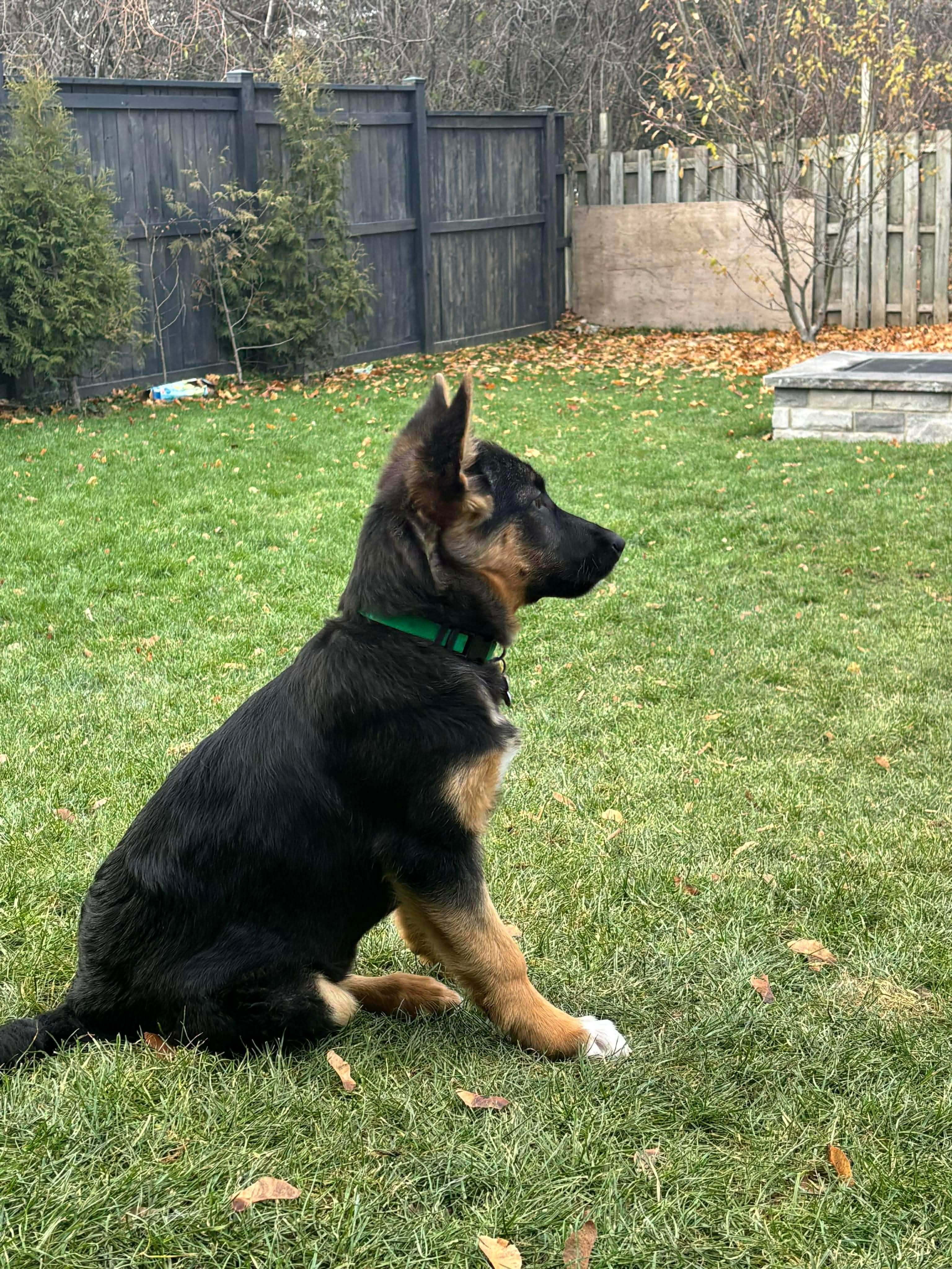 Enlarge Ellie, a Adoptable mixed breed in Cambridge, ON image 5/6