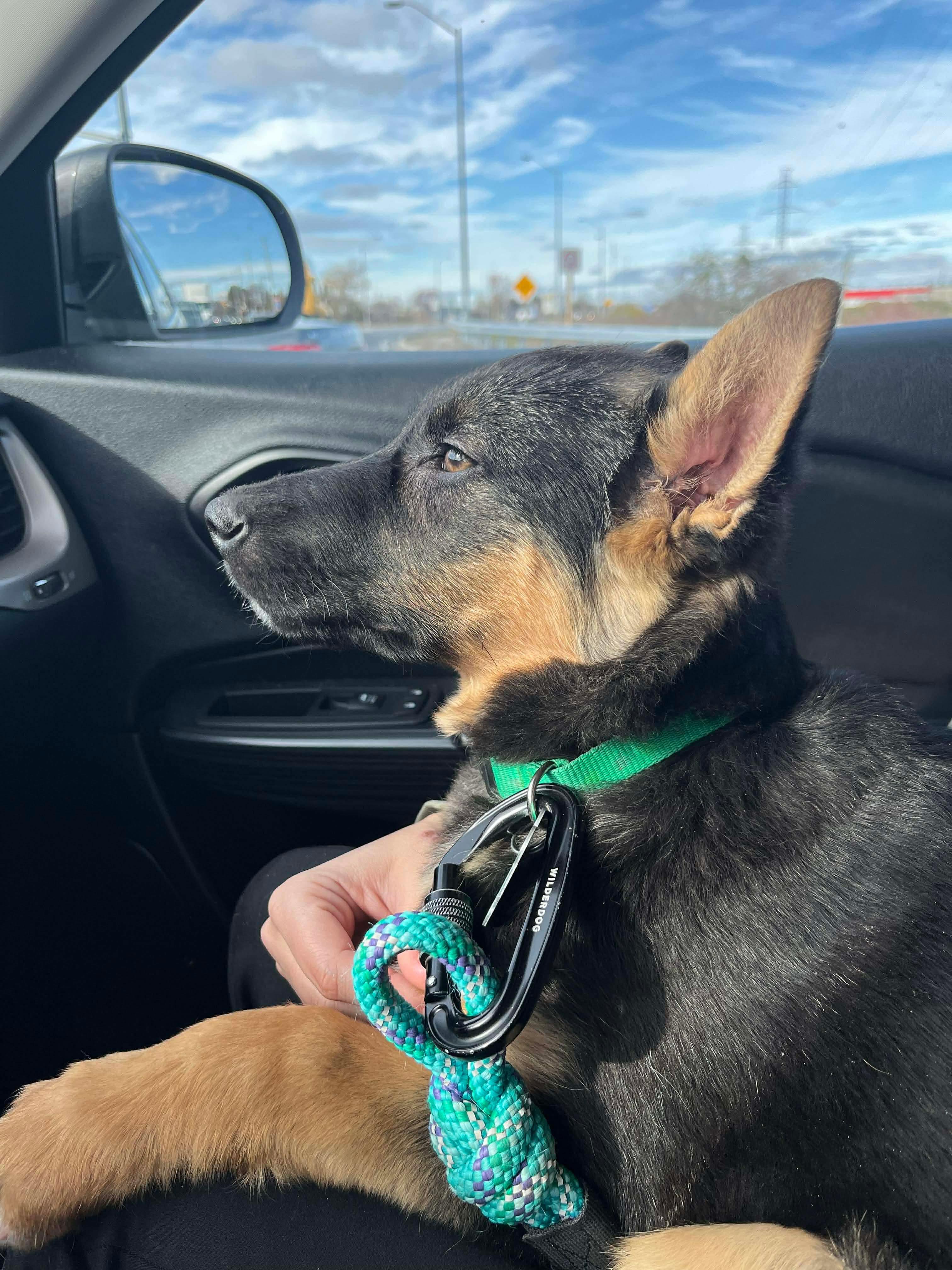 Enlarge Ellie, a Adoptable mixed breed in Cambridge, ON image 6/6