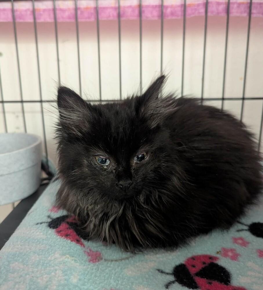 Enlarge Trixie, a Adoptable mixed breed in Wild Rose, WI image 3/4