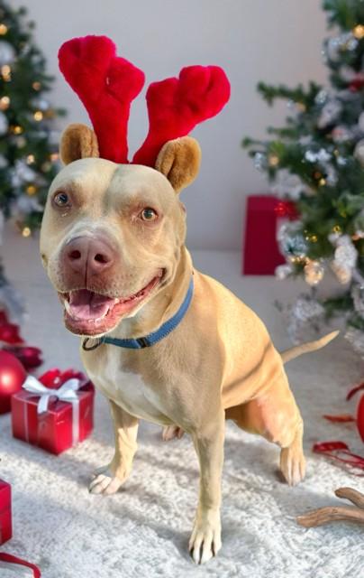 JOSH, Adoptable, Adult Male Pit Bull Terrier & Mixed Breed.