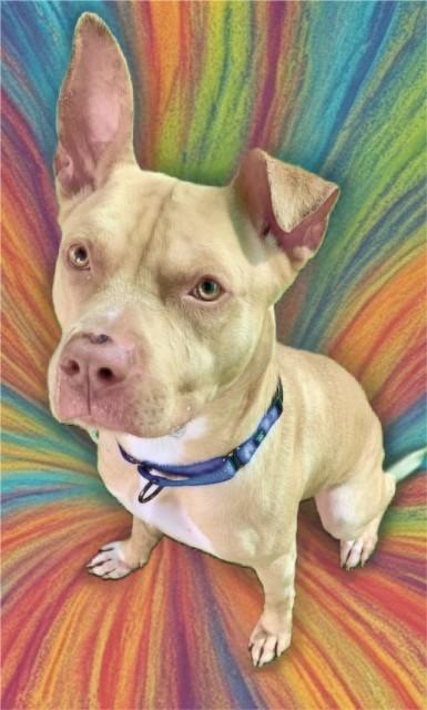 Enlarge JOSH, a Adoptable mixed breed in Sarasota, FL image 1/1