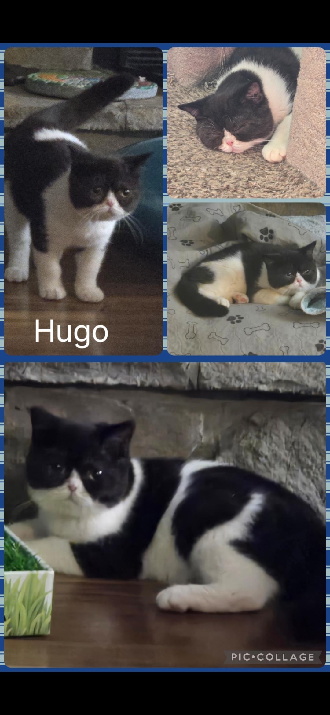 Enlarge Hugo, a Adoptable British Shorthair in Newberg, OR image 1/1