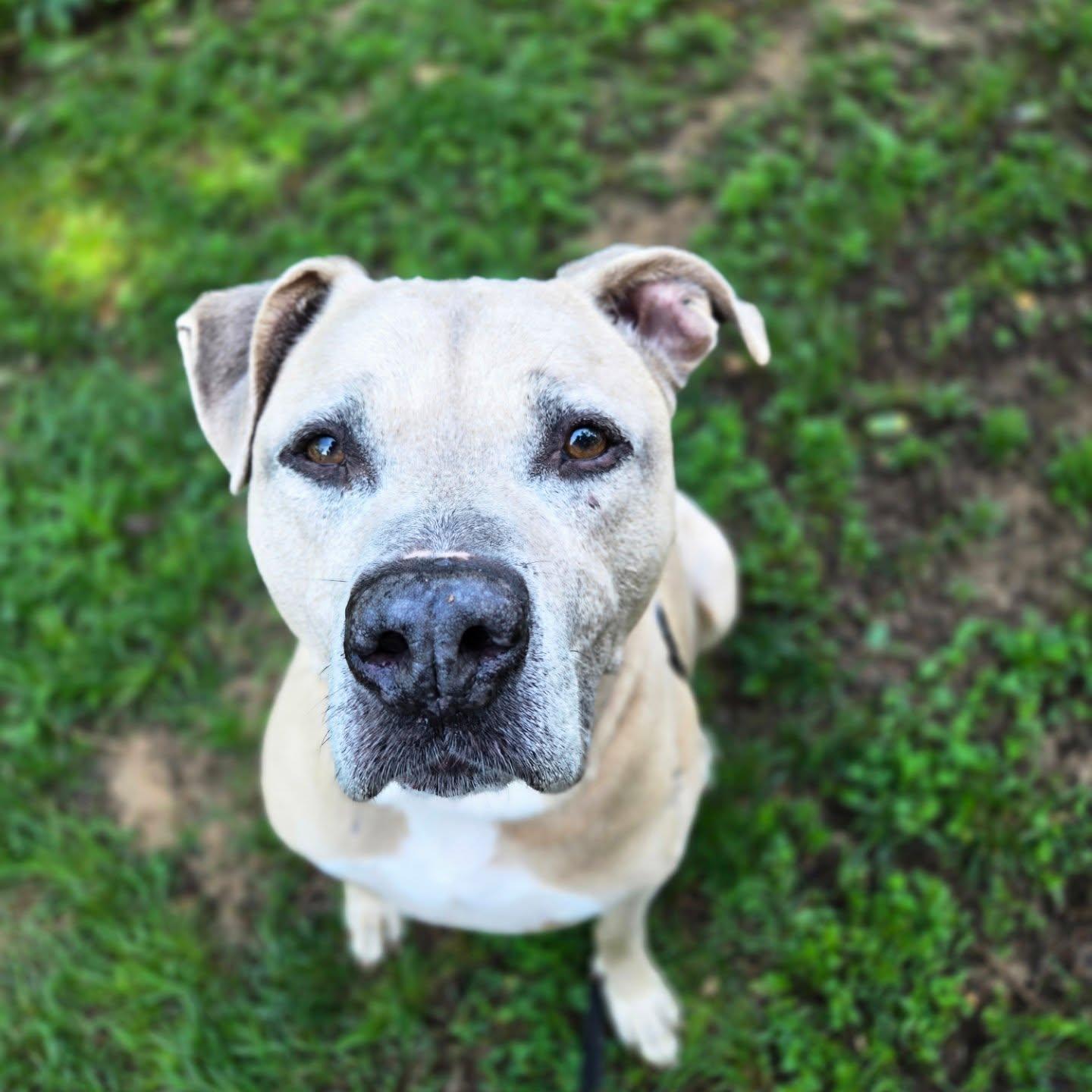 Enlarge Lennox, a Adoptable mixed breed in Severn, MD image 2/6